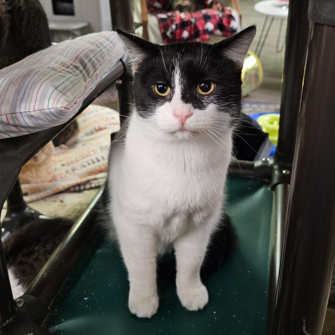 Enlarge Bob, a ADOPTABLE Domestic Short Hair in Pardeeville, WI image 4/6