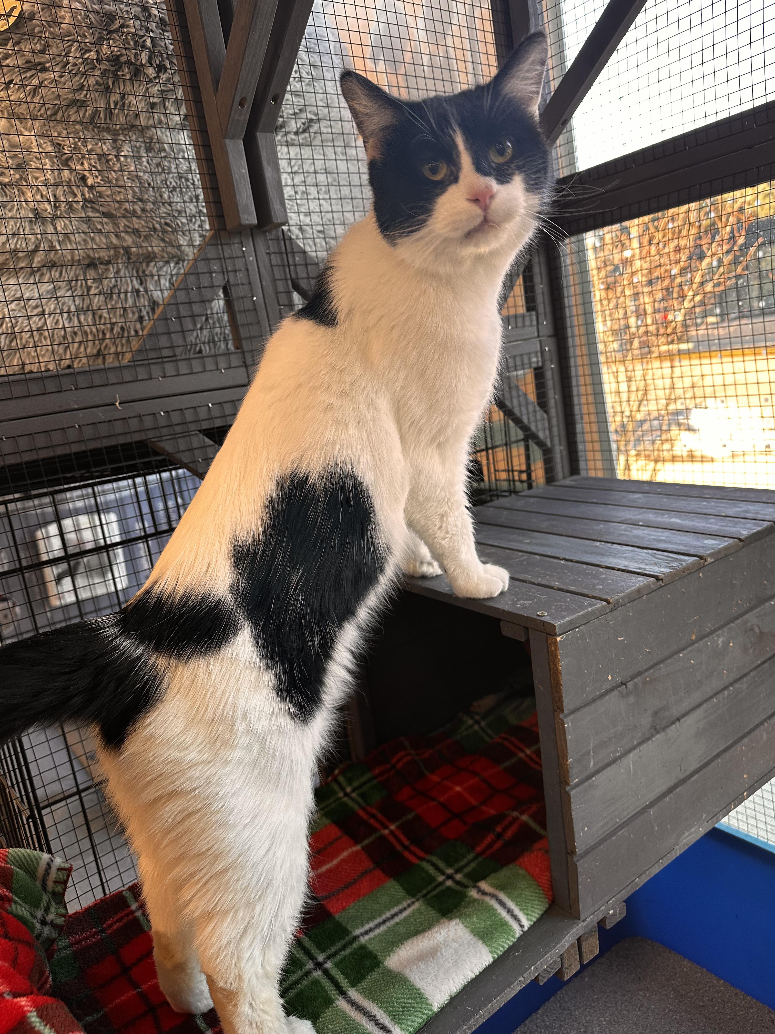 Enlarge Bob, a ADOPTABLE Domestic Short Hair in Pardeeville, WI image 5/6