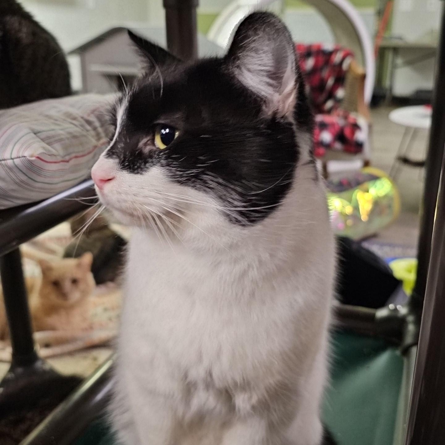 Enlarge Bob, a ADOPTABLE Domestic Short Hair in Pardeeville, WI image 6/6