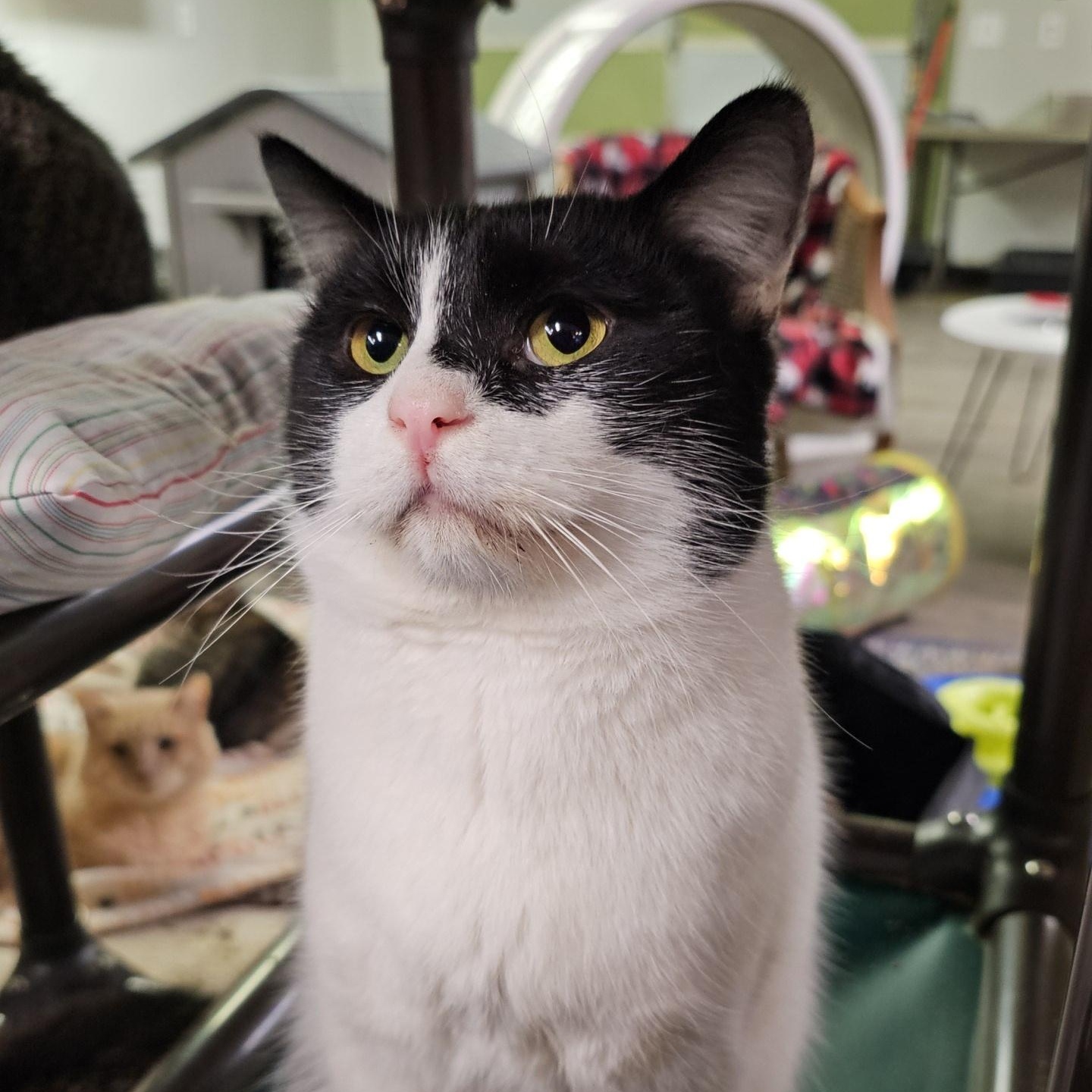 Bob, ADOPTABLE, Adult Male Domestic Short Hair.