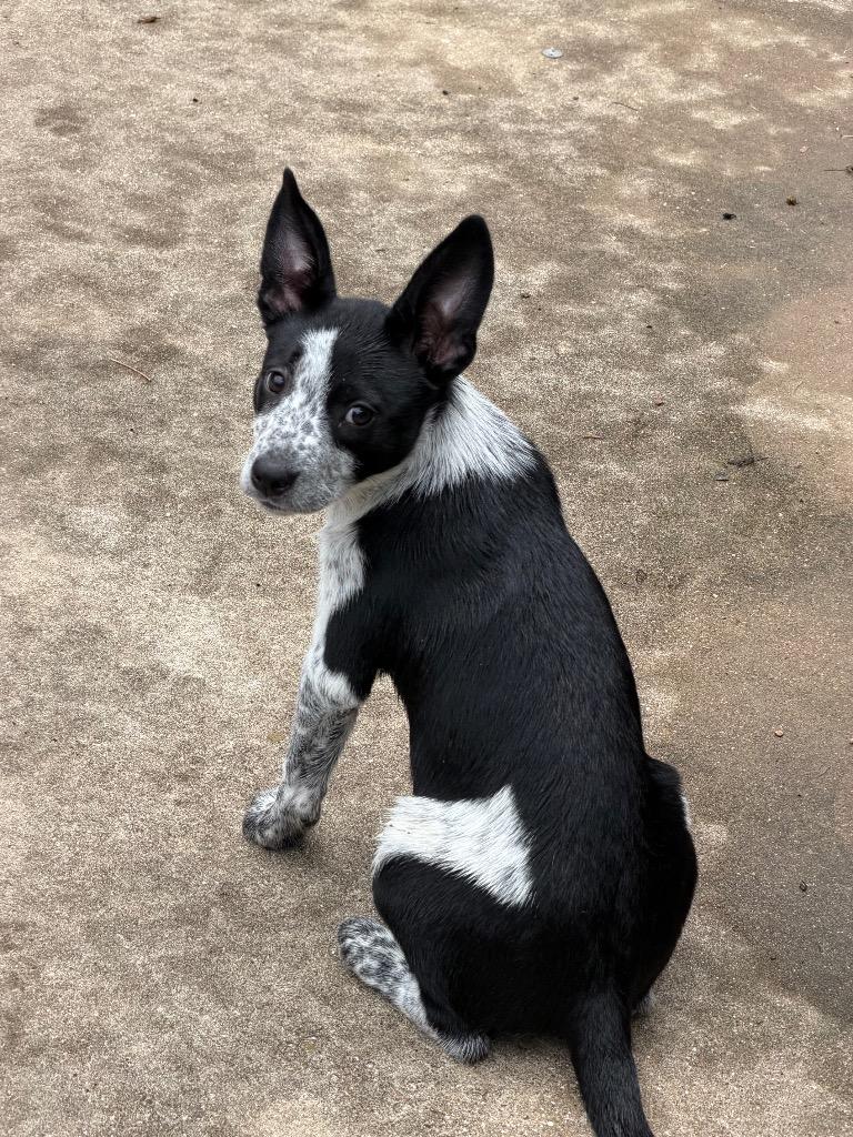 Cookie, Adoptable, Puppy Female Australian Shepherd & Cattle Dog.