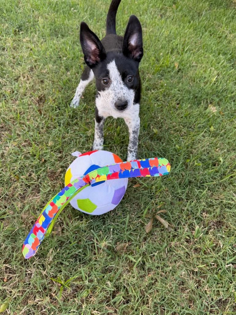 Cookie, a Adoptable mixed breed in Gilmer, TX image 2/5