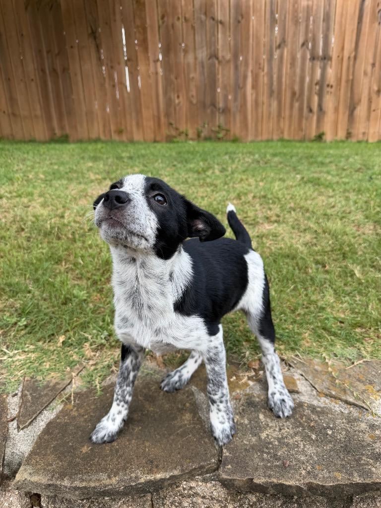Cookie, a Adoptable mixed breed in Gilmer, TX image 3/5