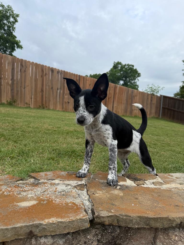 Cookie, a Adoptable mixed breed in Gilmer, TX image 4/5