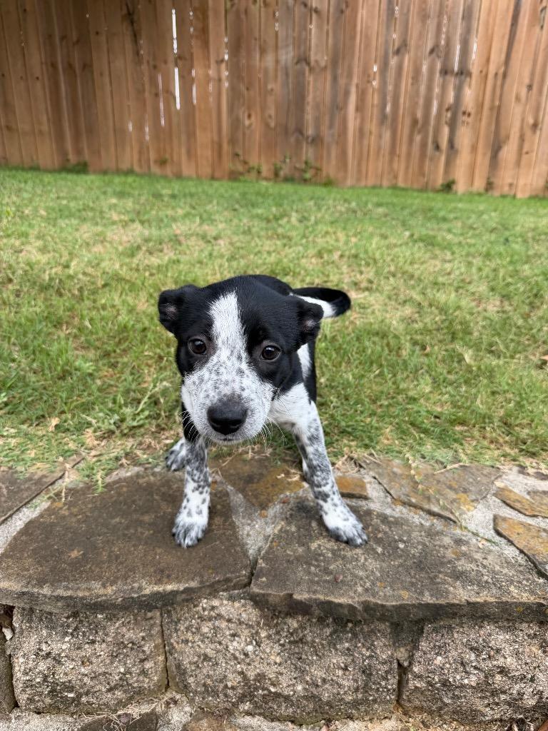 Cookie, a Adoptable mixed breed in Gilmer, TX image 5/5