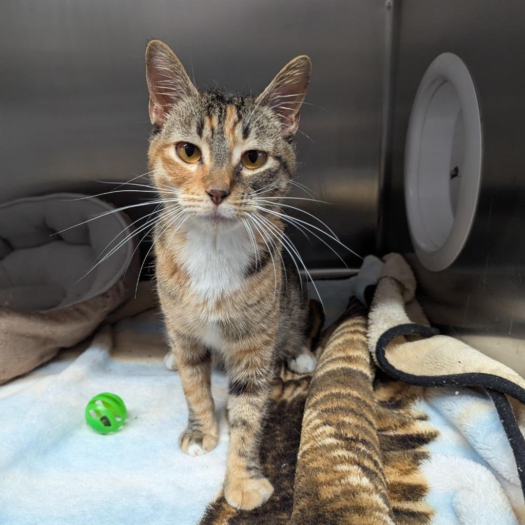 Toothbrush, Adoptable, Young Female Domestic Short Hair.