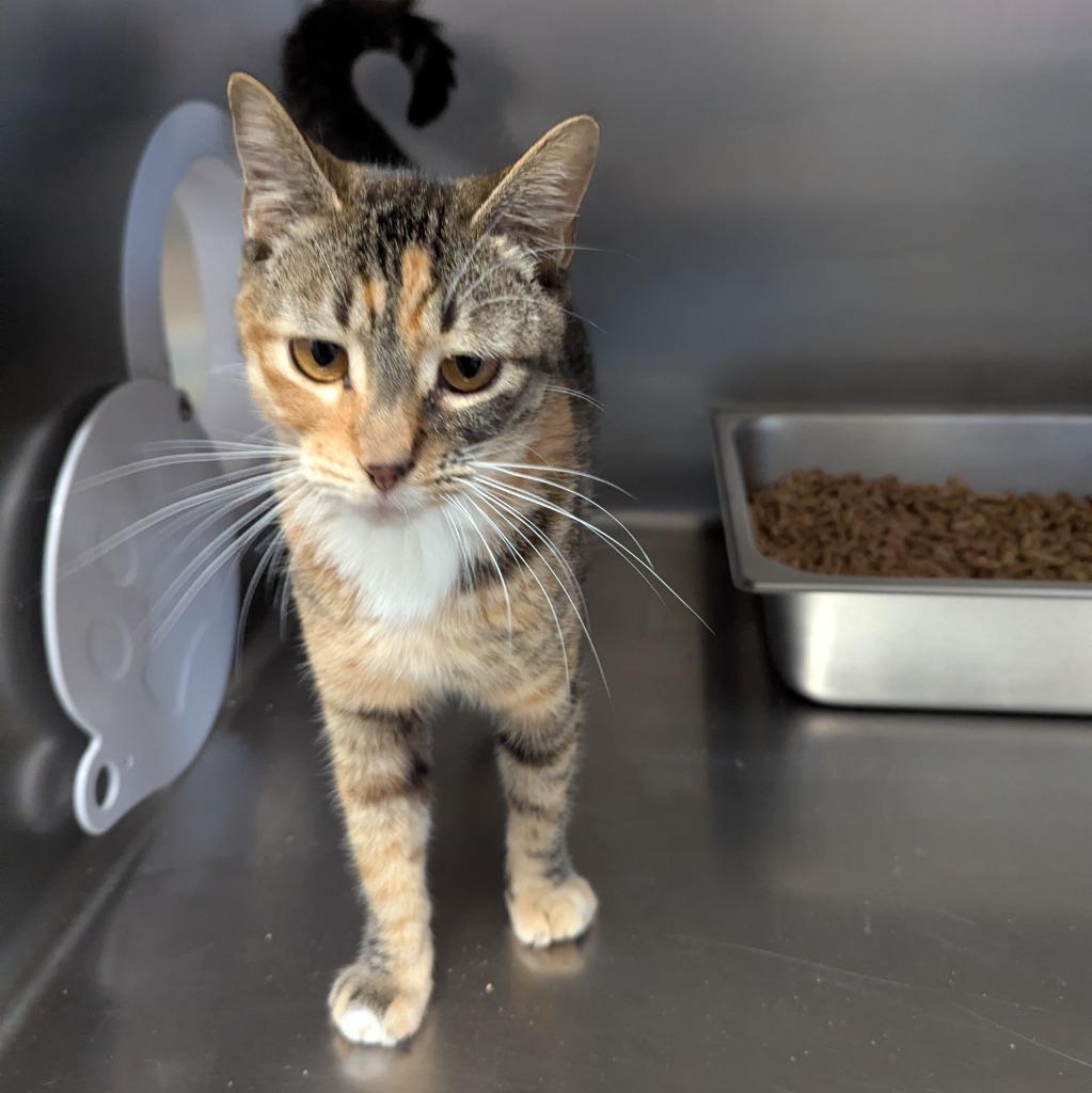 Toothbrush, a Adoptable mixed breed in Aberdeen, WA image 2/2