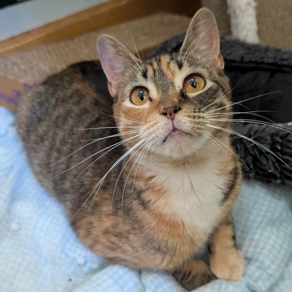 Toothbrush, a Adoptable mixed breed in Aberdeen, WA image 4/4
