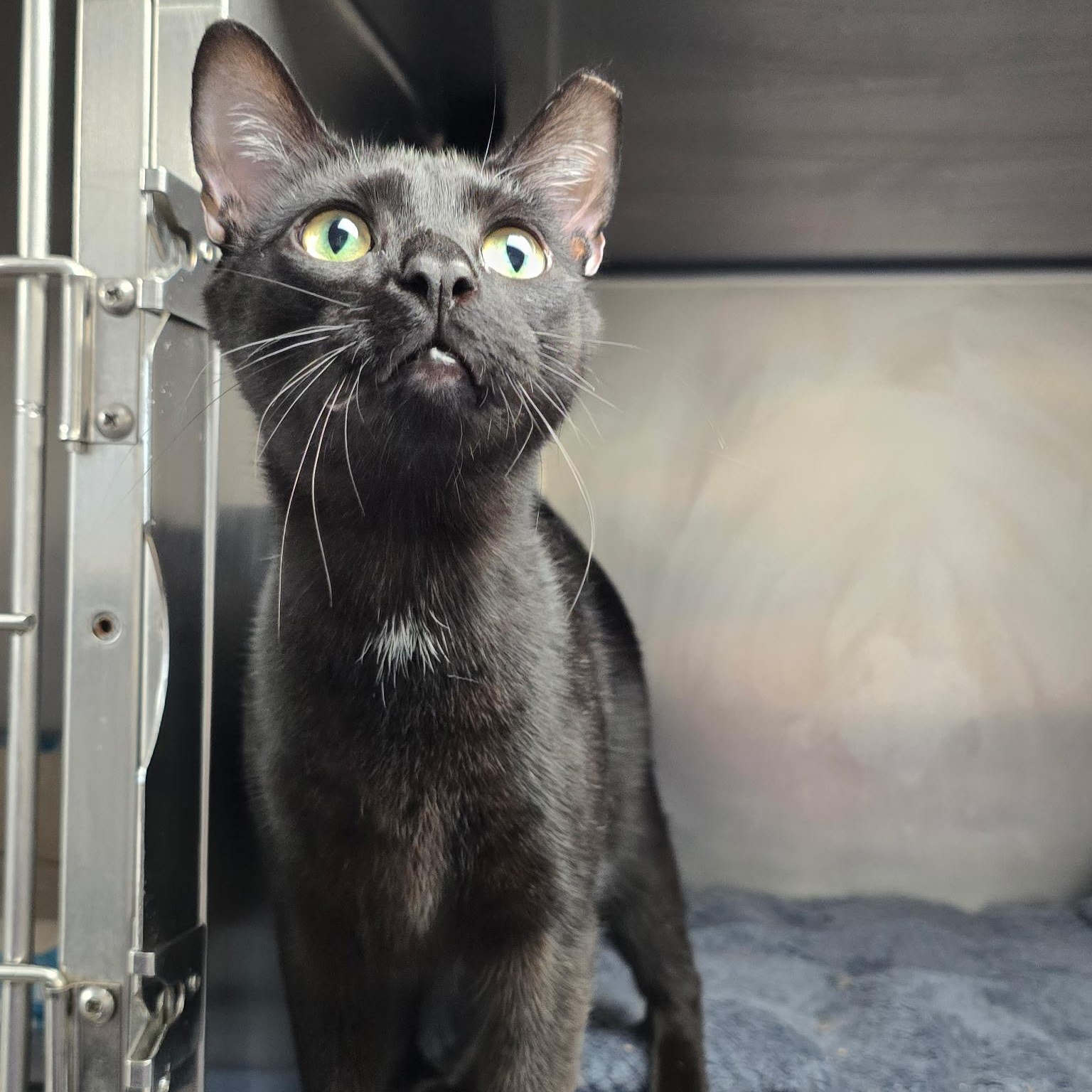 Enlarge Luxio, a Adoptable Domestic Short Hair in Warwick, RI image 3/3