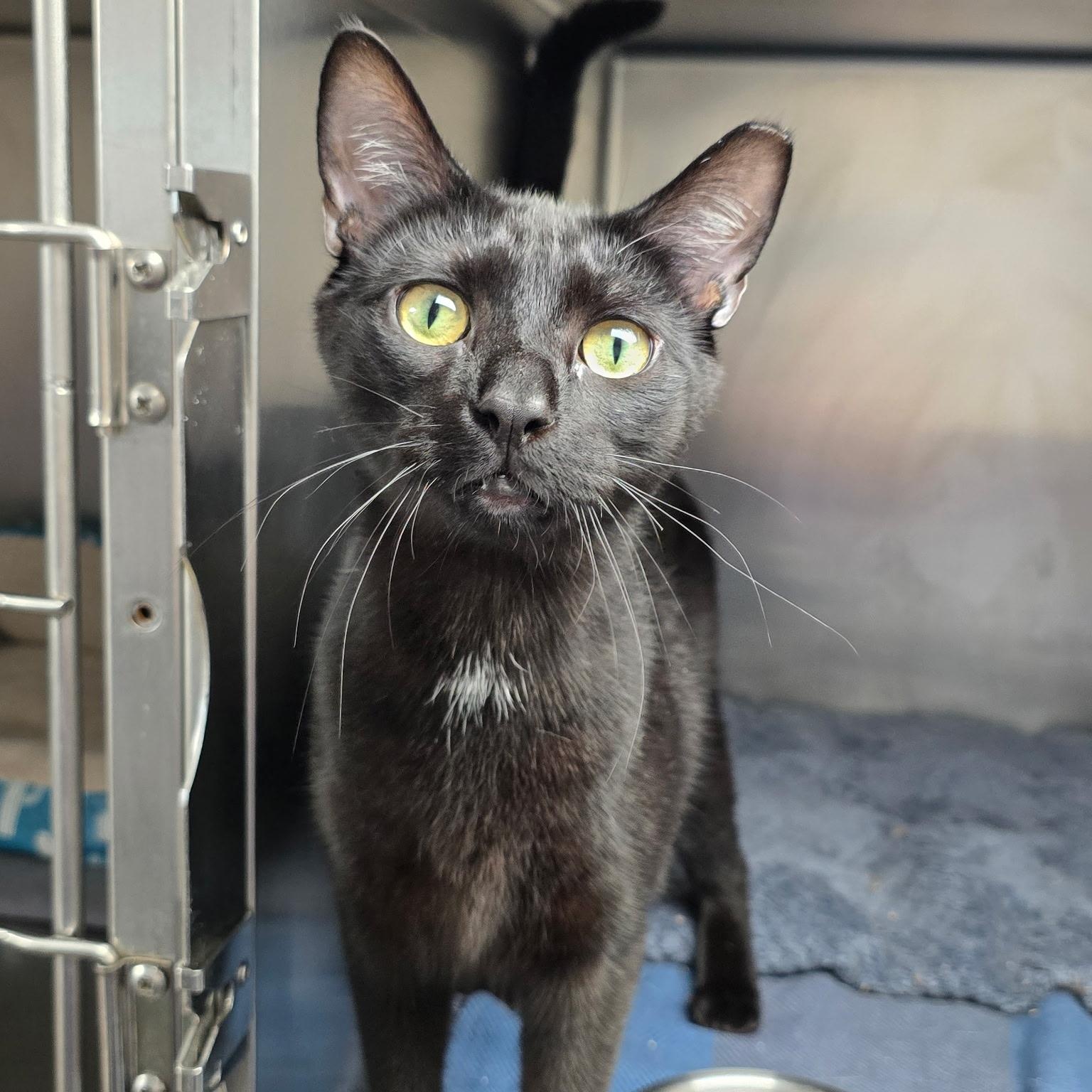 Luxio, Adoptable, Young Male Domestic Short Hair.