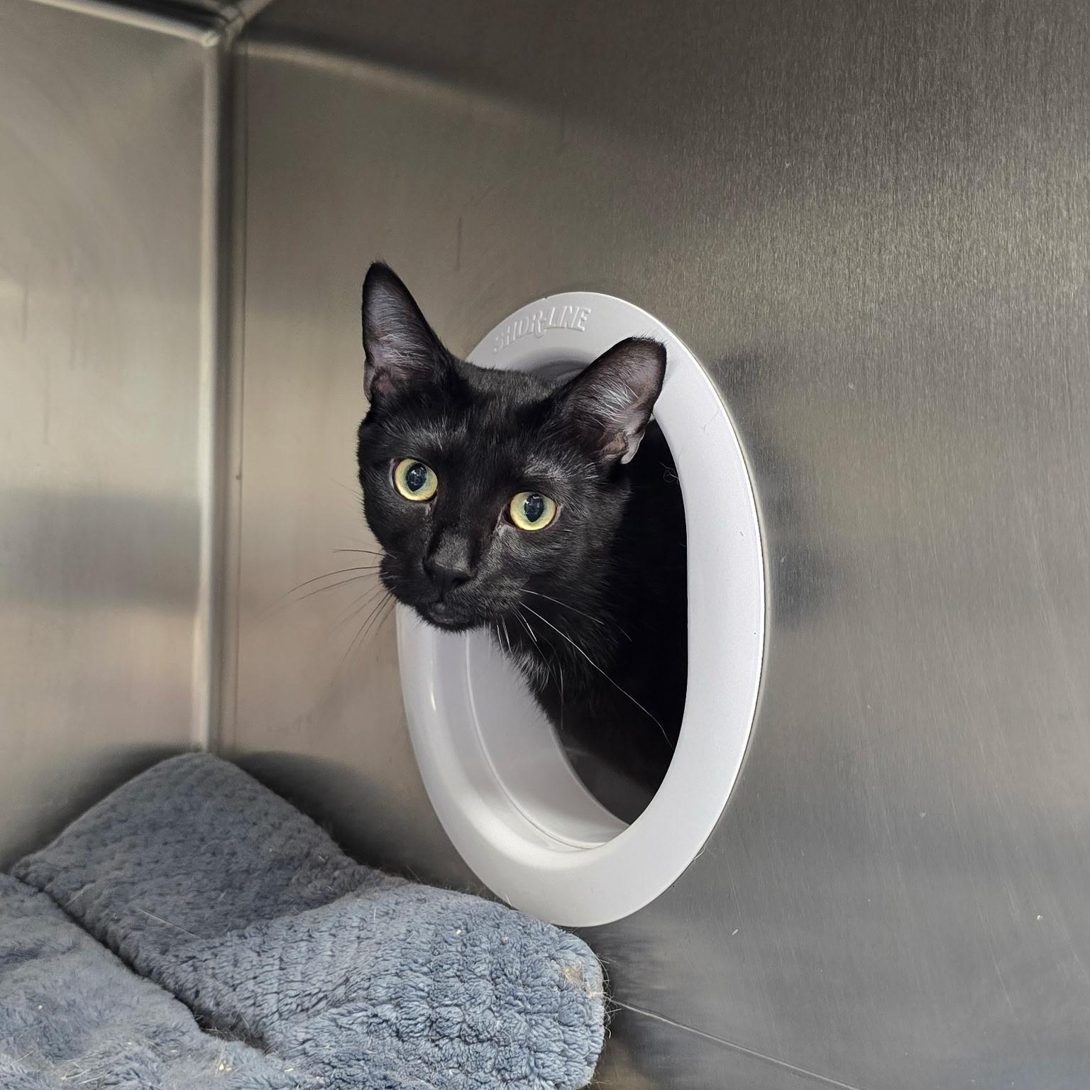 Enlarge Luxio, a Adoptable Domestic Short Hair in Warwick, RI image 2/3
