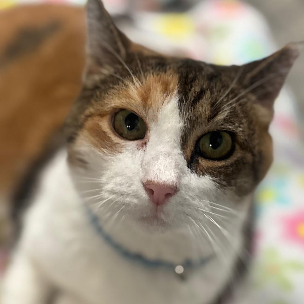 Enlarge Mittens 9C25, a Adoptable mixed breed in Napoleon, OH image 1/6