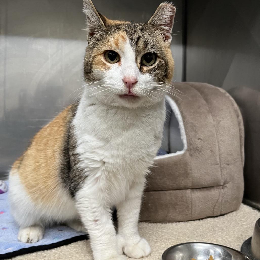 Enlarge Mittens 9C25, a Adoptable mixed breed in Napoleon, OH image 1/6