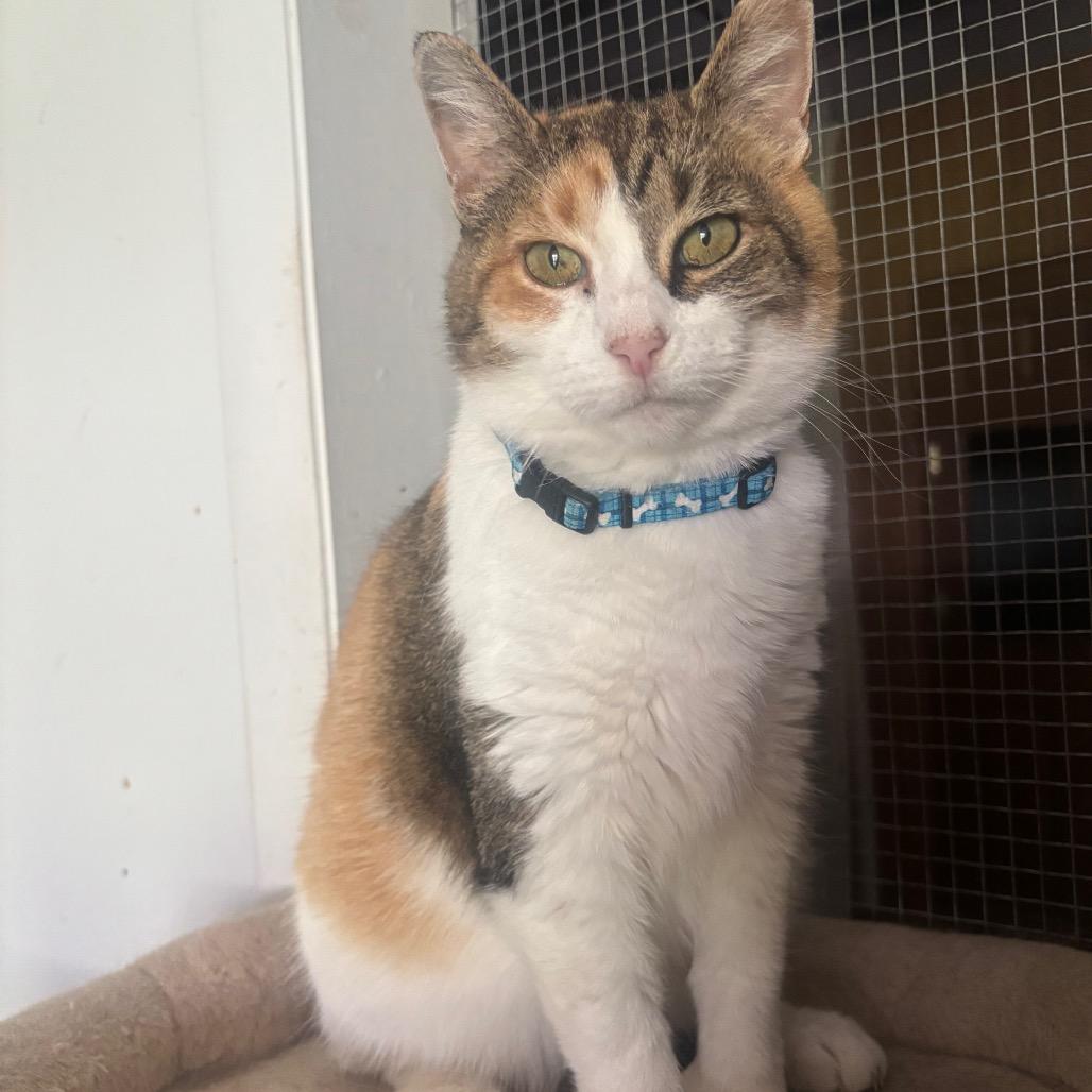 Enlarge Mittens 9C25, a Adoptable mixed breed in Napoleon, OH image 2/6