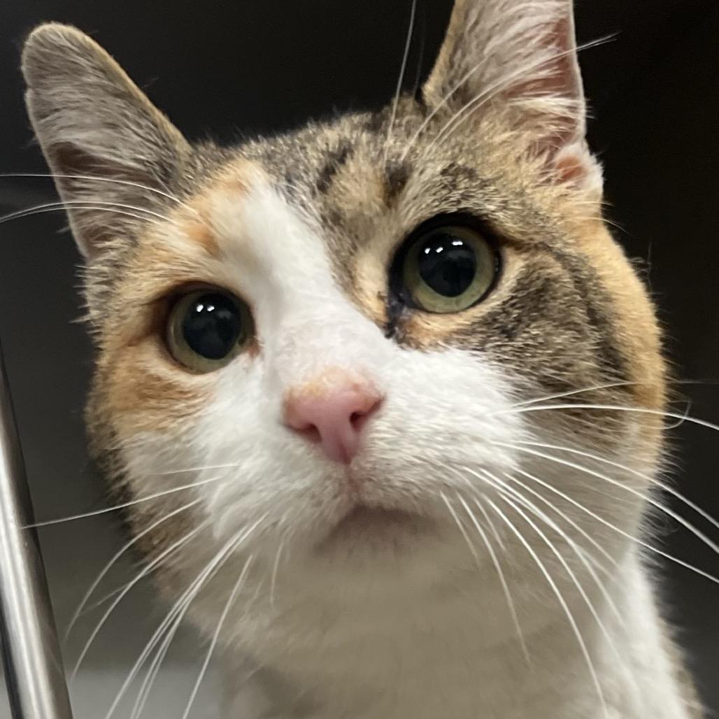 Enlarge Mittens 9C25, a Adoptable mixed breed in Napoleon, OH image 3/6