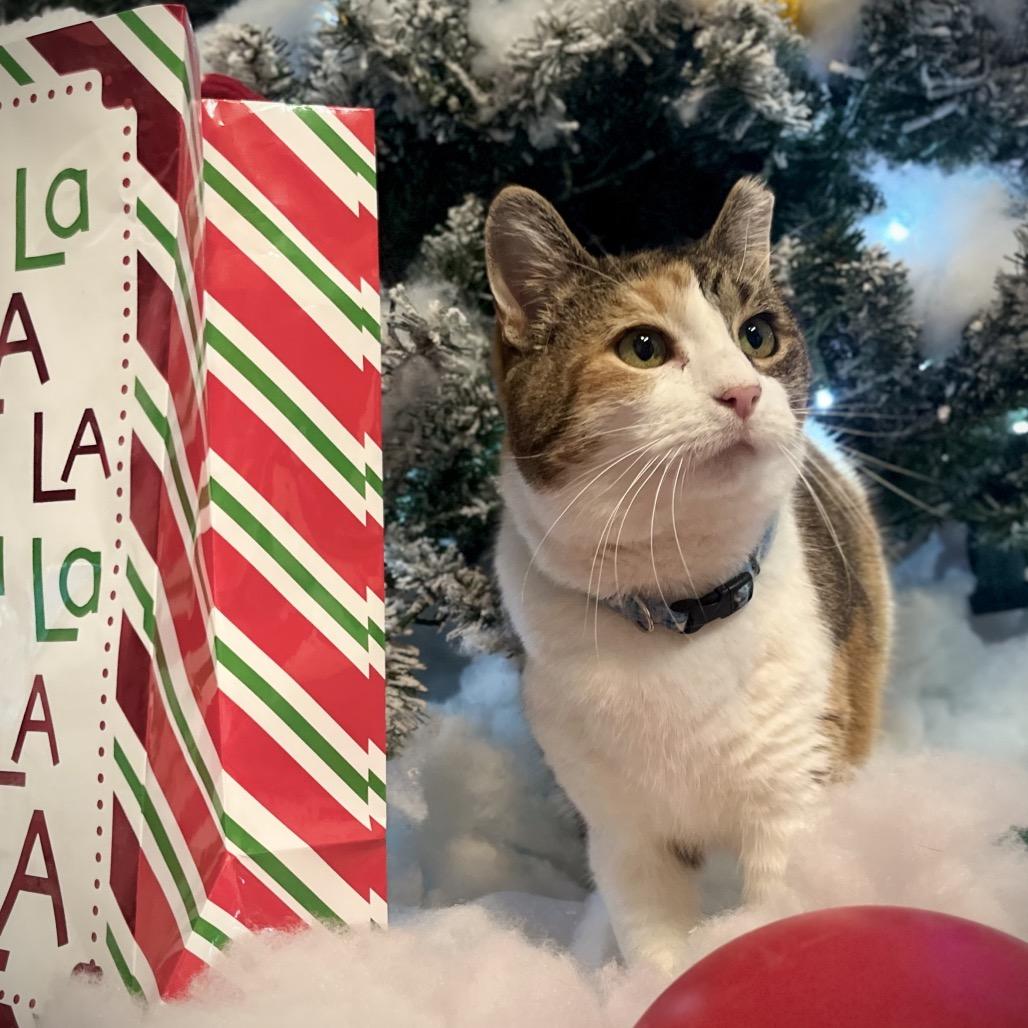 Enlarge Mittens 9C25, a Adoptable mixed breed in Napoleon, OH image 5/6