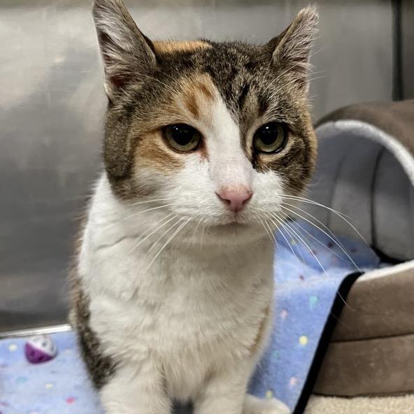 Enlarge Mittens 9C25, a Adoptable mixed breed in Napoleon, OH image 6/6