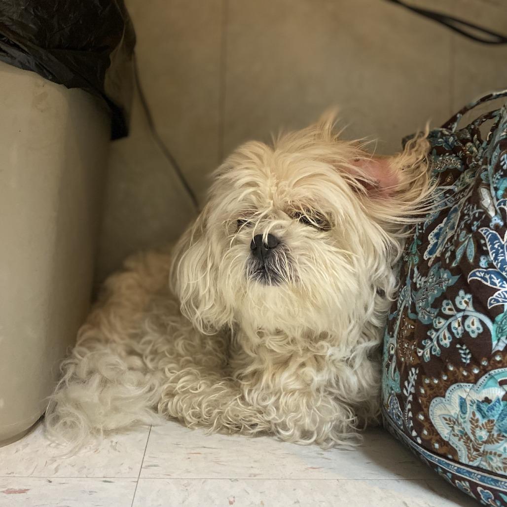 Shirley Temple (In Foster), Adoptable, Adult Female Shih Tzu.