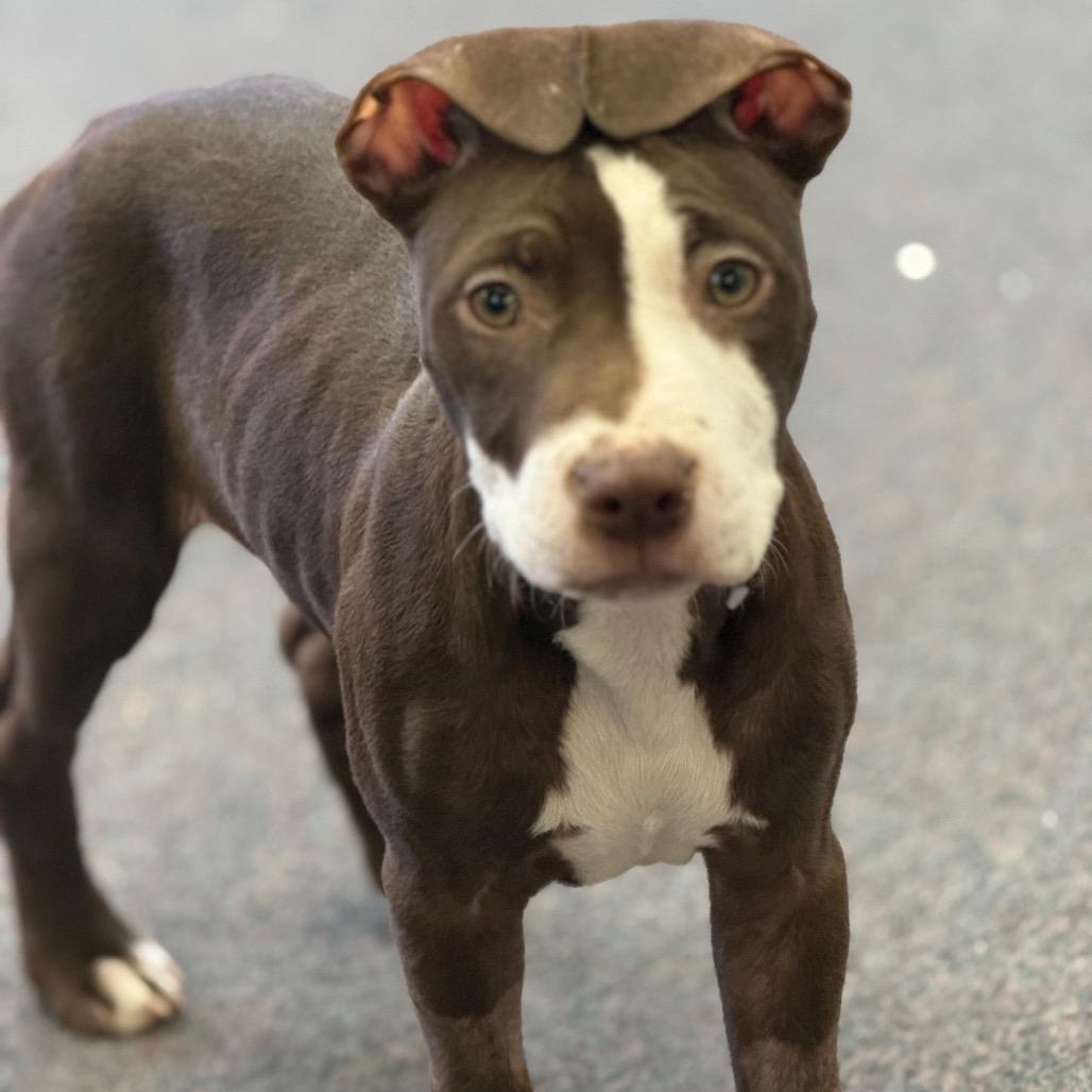 Rose, Adoptable, Puppy Female Mixed Breed.