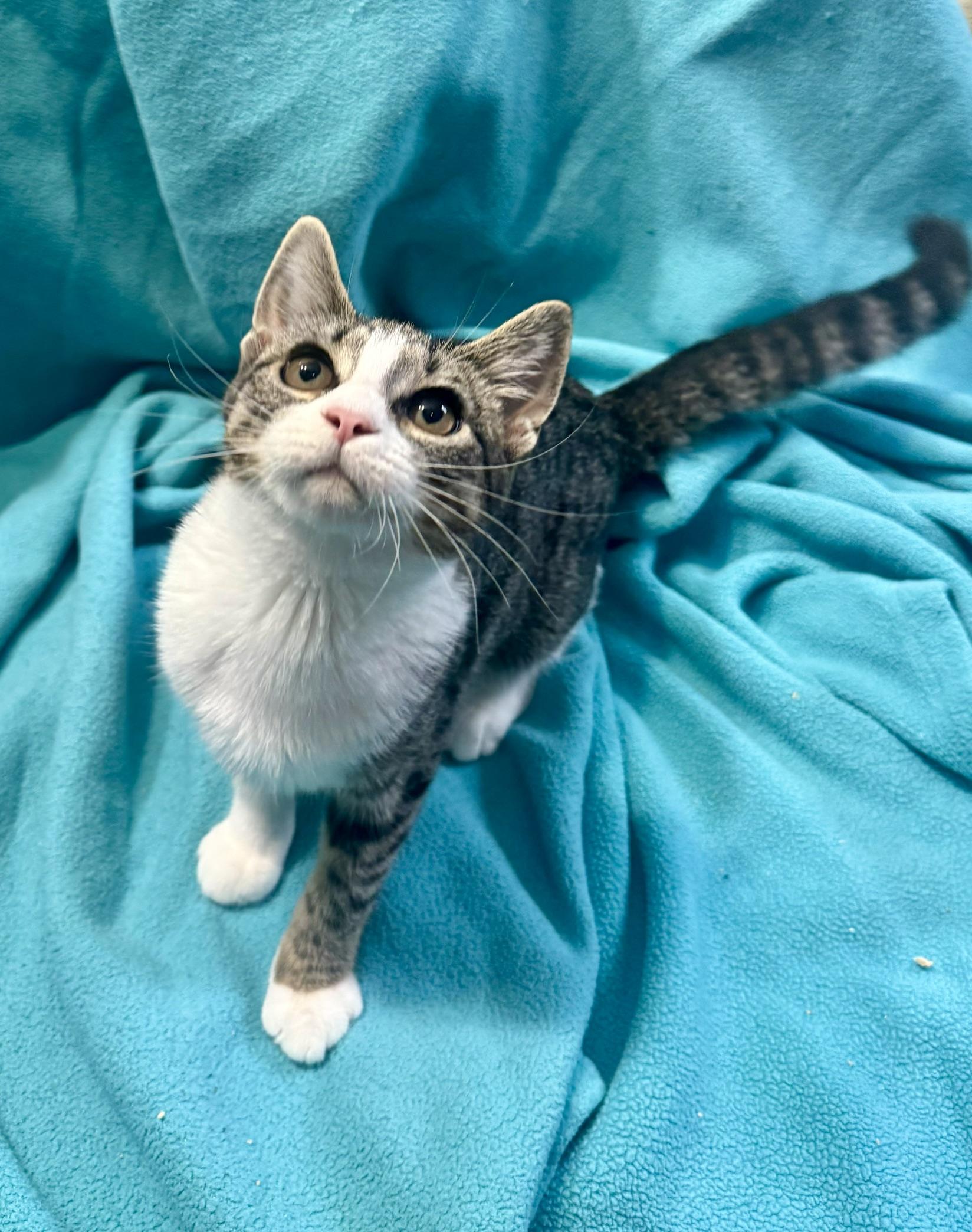 Enlarge Nova, a Adoptable Domestic Short Hair in Temple, PA image 2/4
