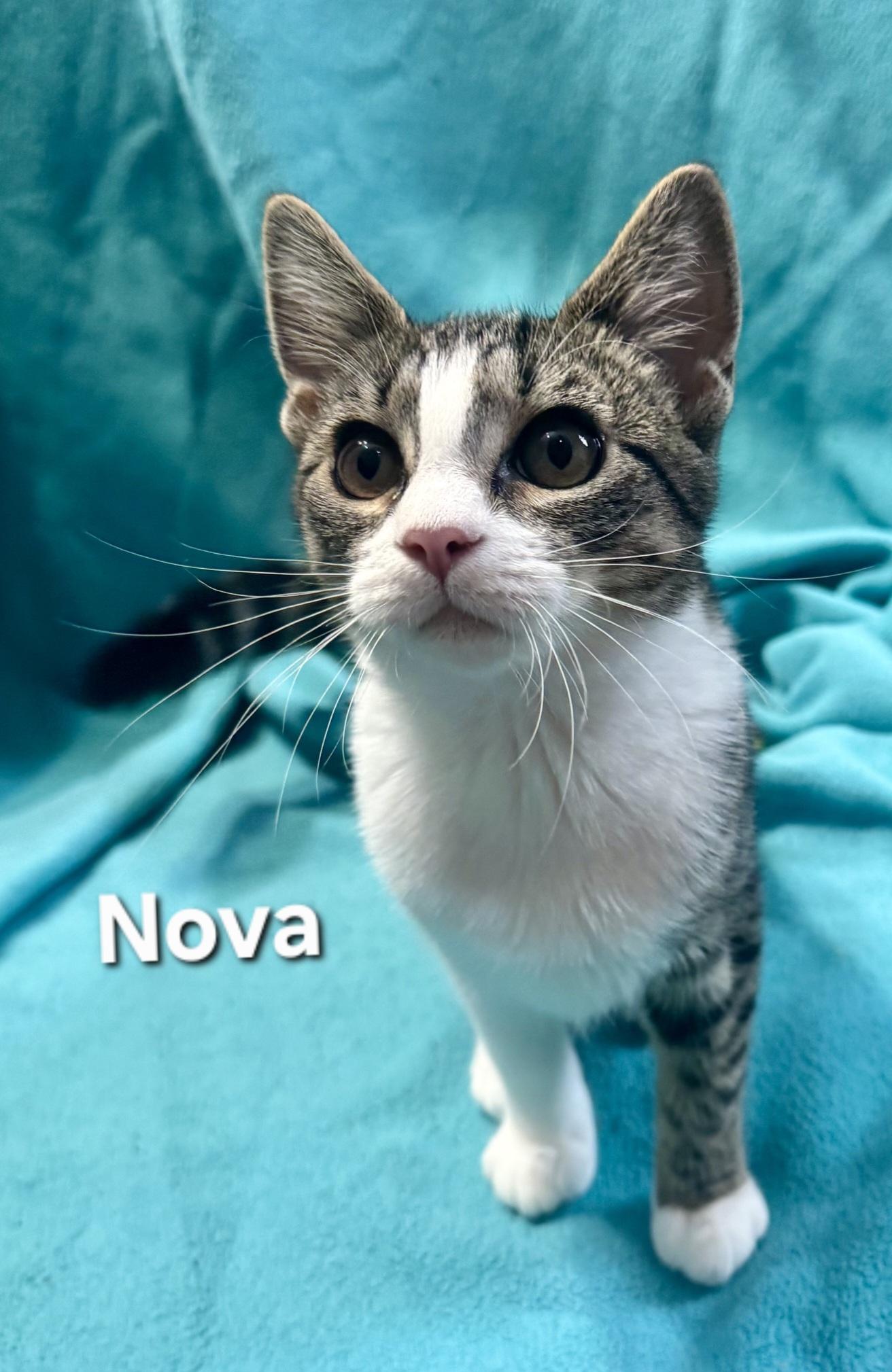 Nova, Adoptable, Kitten Female Domestic Short Hair.