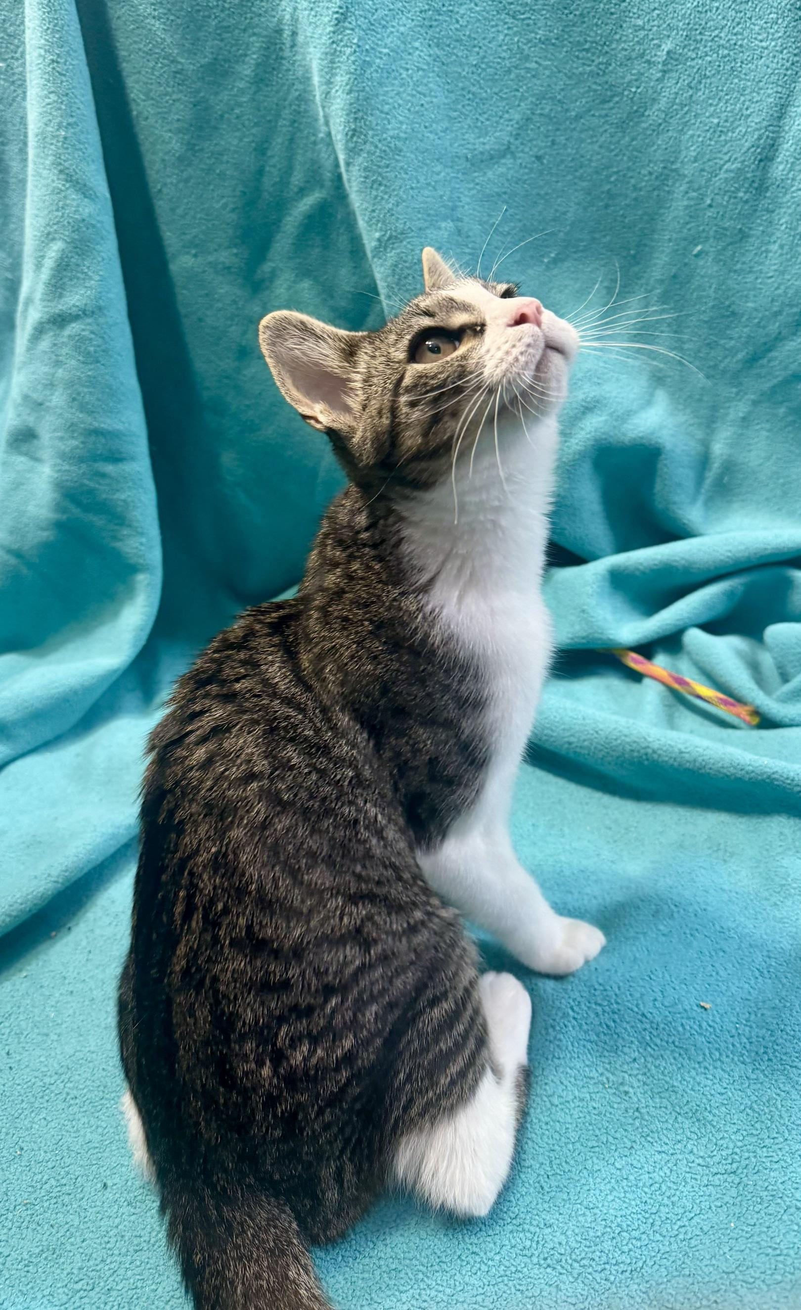 Enlarge Nova, a Adoptable Domestic Short Hair in Temple, PA image 3/4