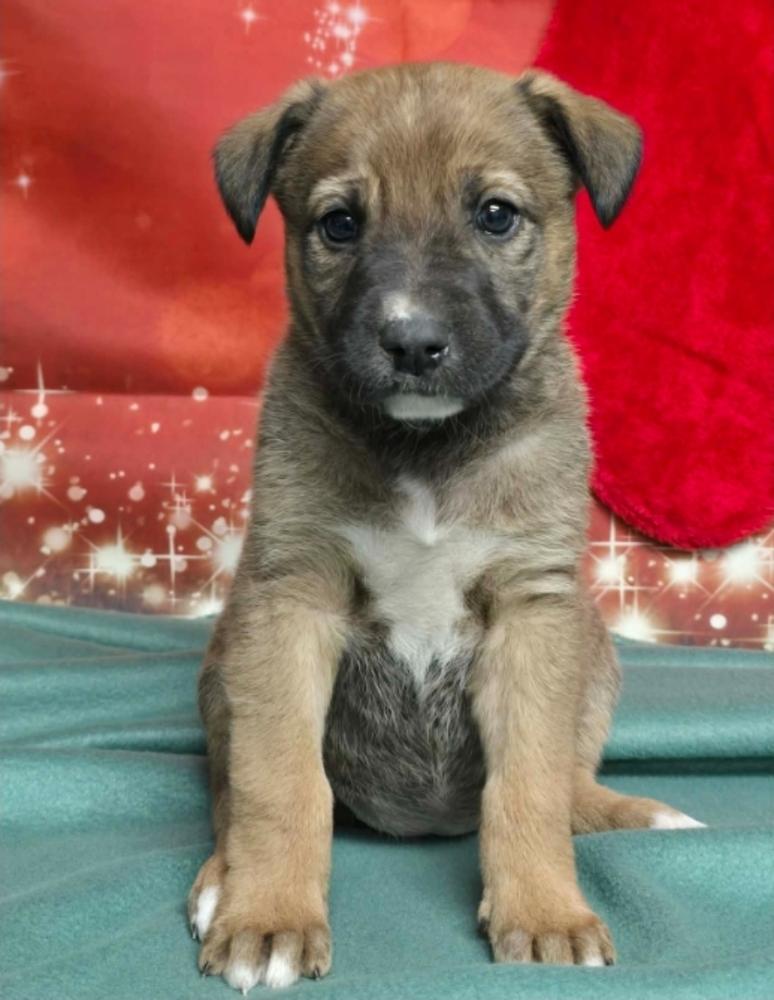 Enlarge Strawberry Shortcake, a Adoptable mixed breed in Sedalia, CO image 1/4