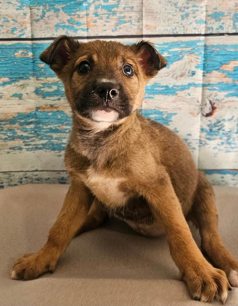 Enlarge Strawberry Shortcake, a Adoptable mixed breed in Sedalia, CO image 3/4