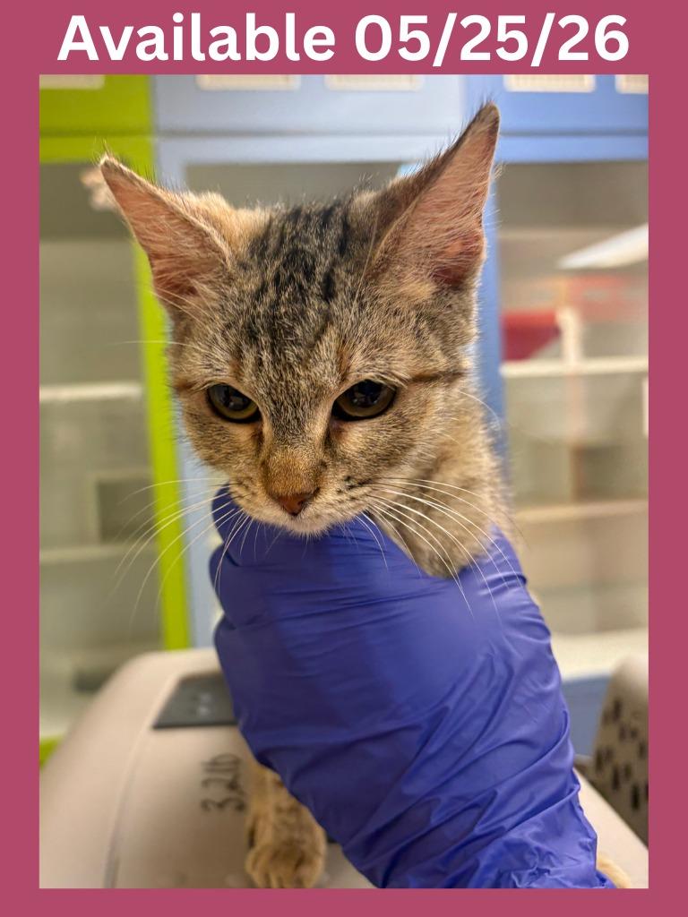 Cat Condo # 14, Adoptable, Kitten Female Domestic Short Hair.