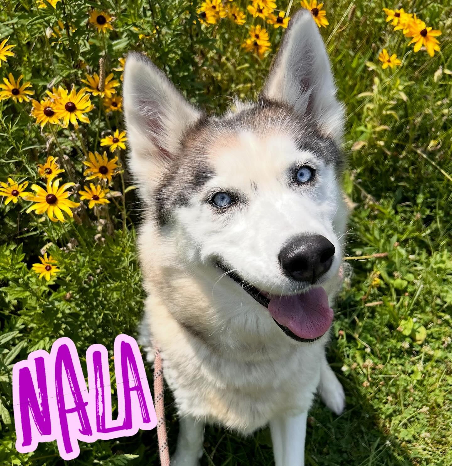 Nala Tag #589, Adoptable, Adult Female Husky.