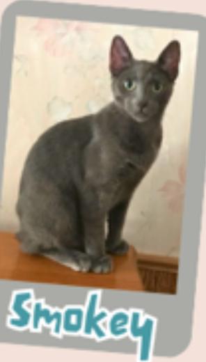 Smokey, Adoptable, Young Male Domestic Short Hair.