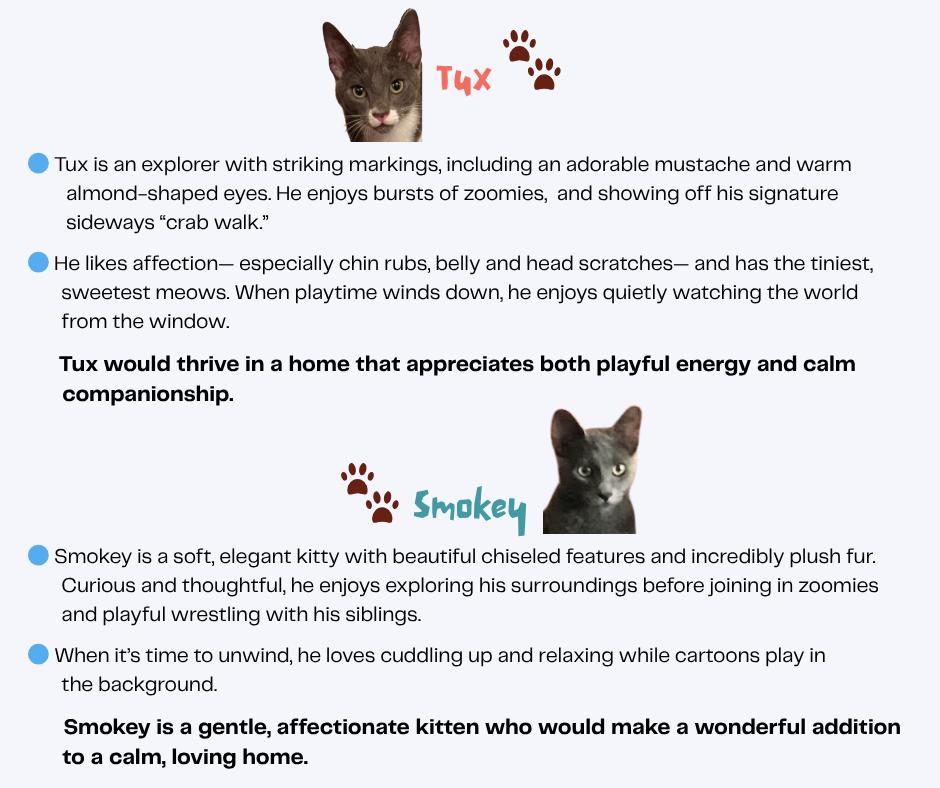 Enlarge Smokey, a Adoptable Domestic Short Hair in Long Beach, CA image 3/3