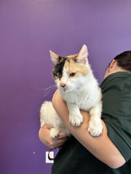 *Lady Catherine*, a Adoptable mixed breed in Salt Lake City, UT image 2/2