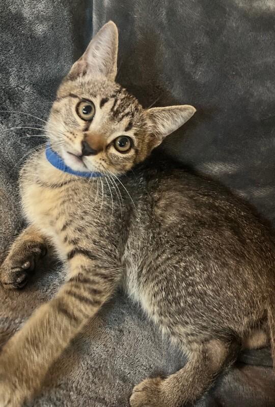 💐Billie the Kid - Outlaw Litter, Adoptable, Young Male Tabby.