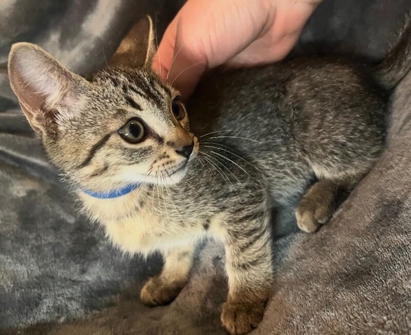 💐Billie the Kid - Outlaw Litter, Adoptable, Kitten Male Tabby.