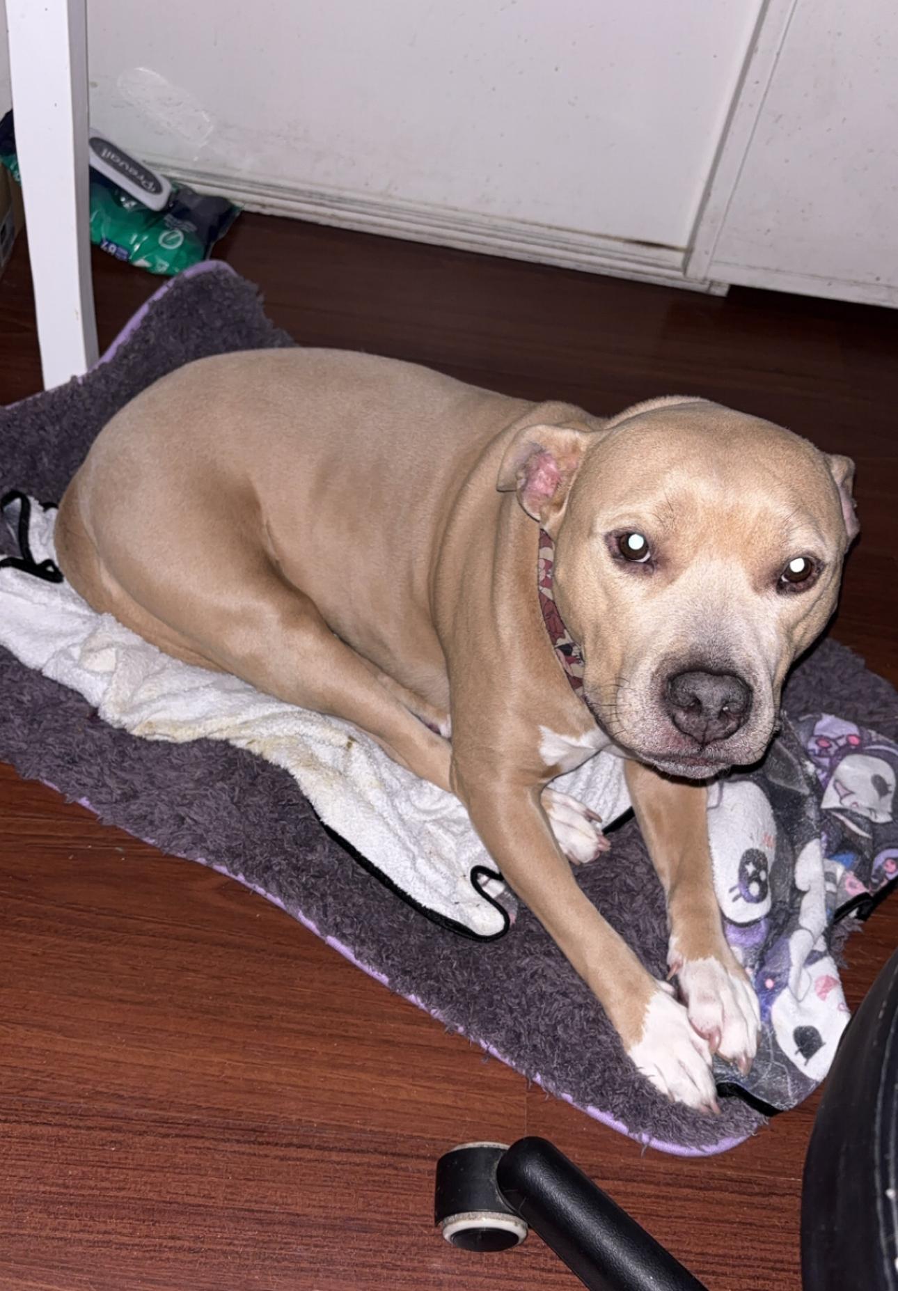 Enlarge Homer, a Adoptable Pit Bull Terrier in Tustin, CA image 3/4