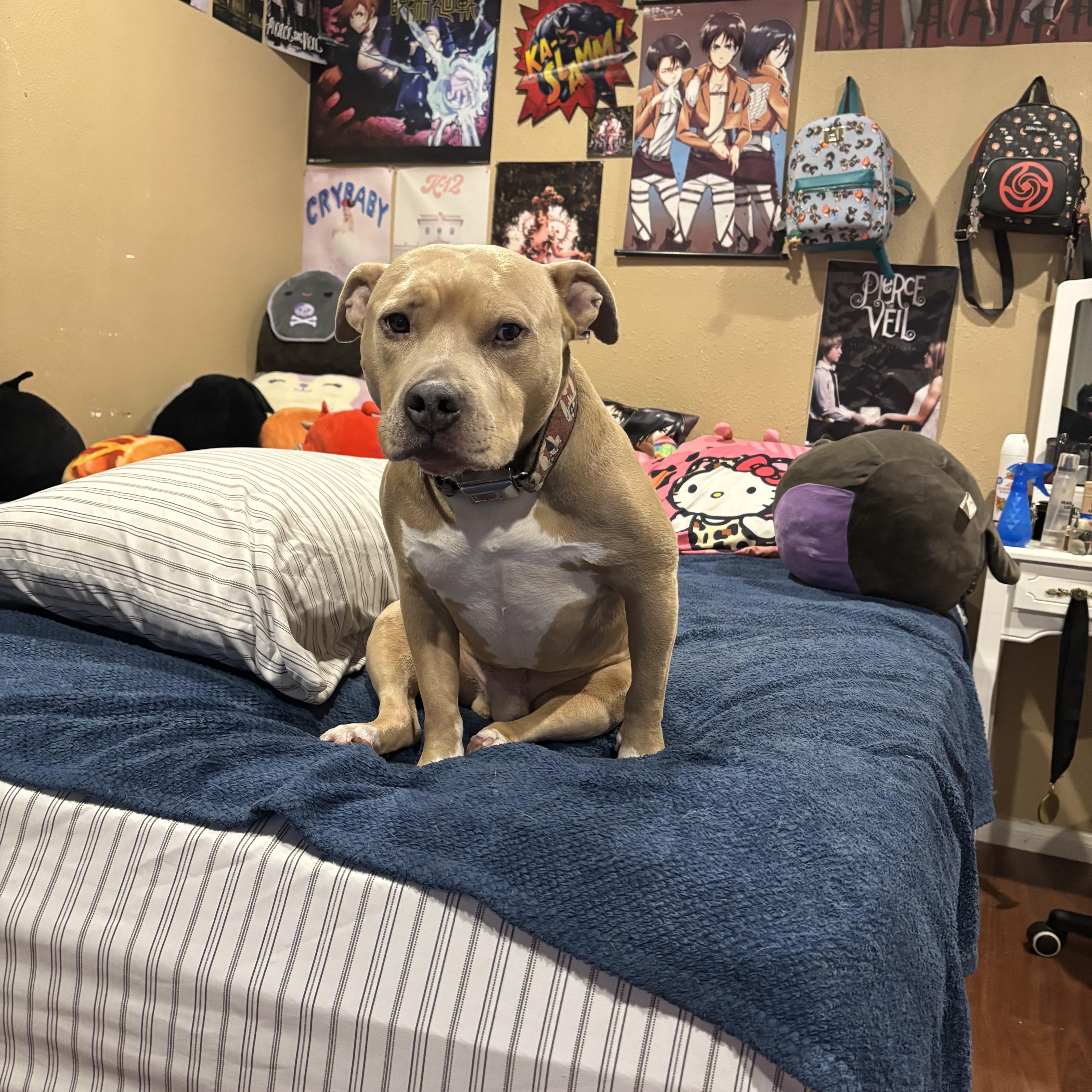 Enlarge Homer, a Adoptable Pit Bull Terrier in Tustin, CA image 1/4