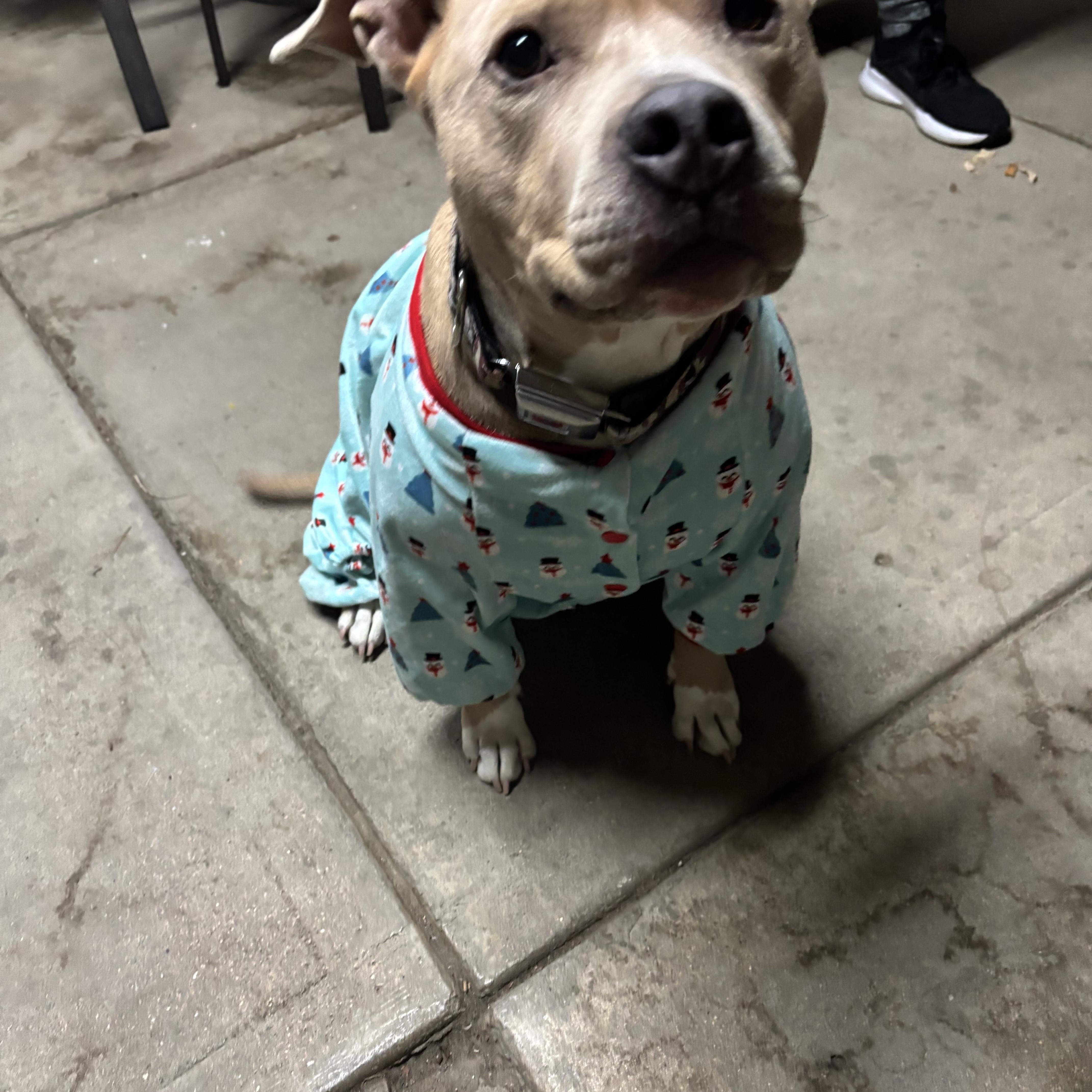 Enlarge Homer, a Adoptable Pit Bull Terrier in Tustin, CA image 2/4