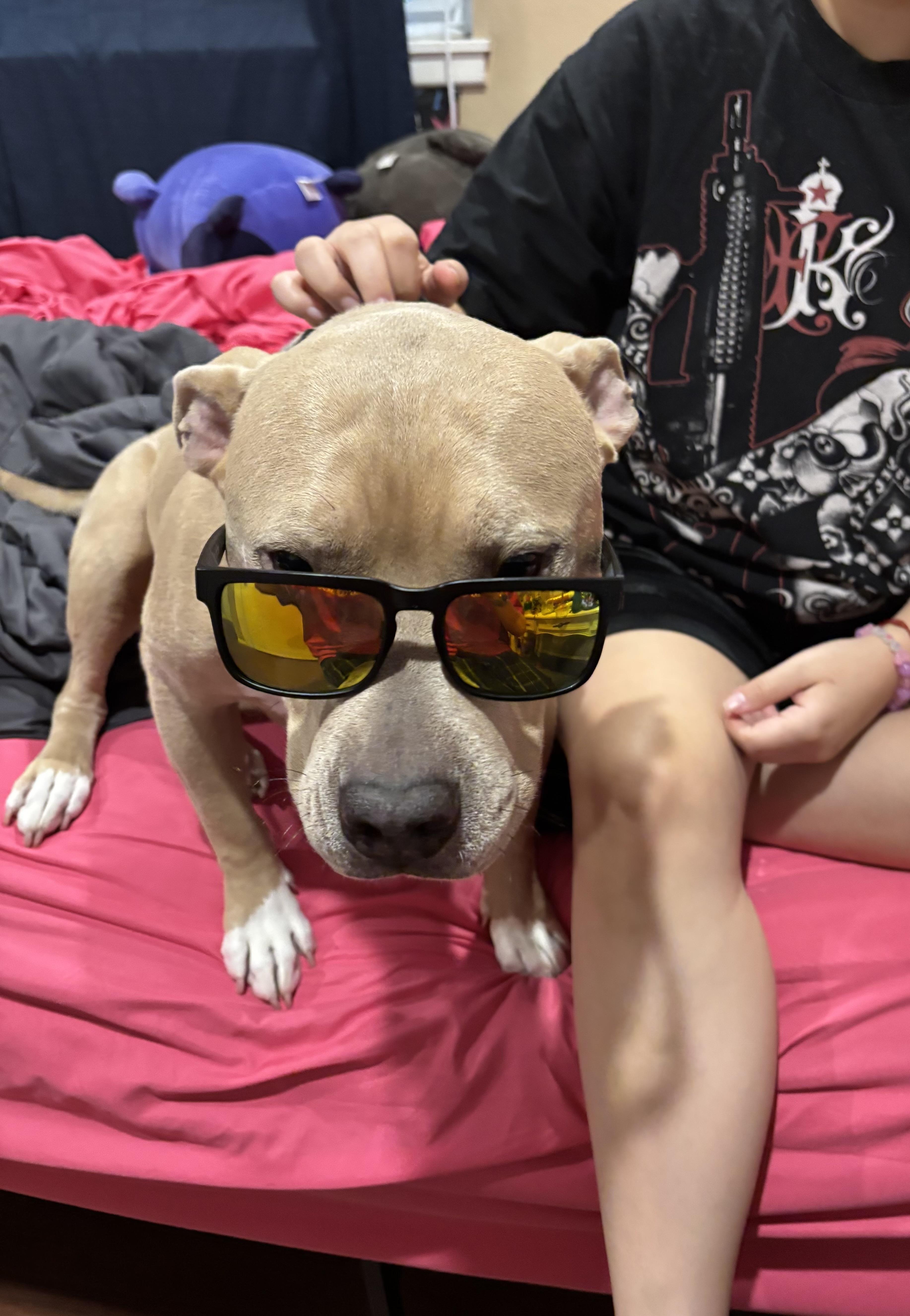 Enlarge Homer, a Adoptable Pit Bull Terrier in Tustin, CA image 4/4