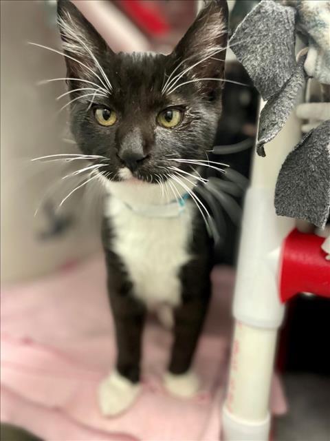 Enlarge SCOTLAND, a Adoptable Domestic Short Hair in Hayward, CA image 1/1