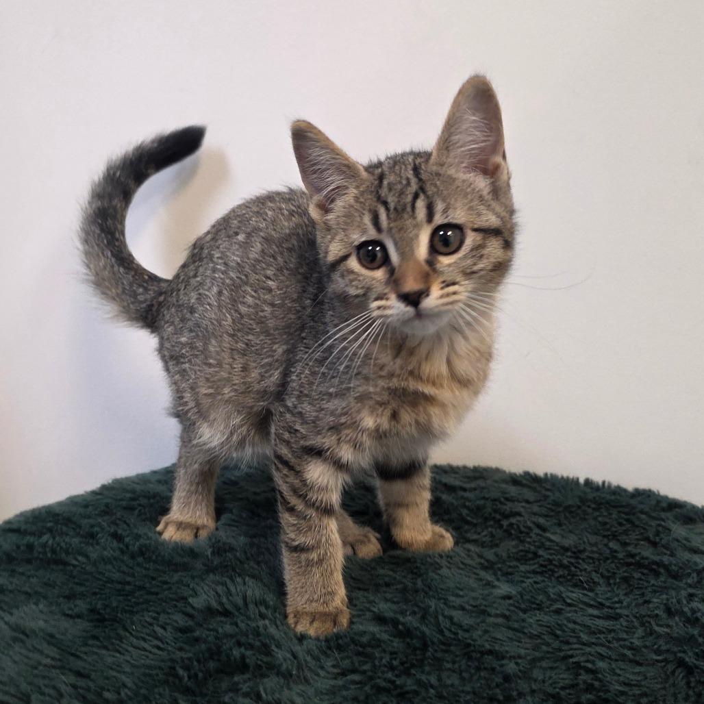 Enlarge Elphaba, a Adoptable Domestic Short Hair in Great Falls, MT image 1/1