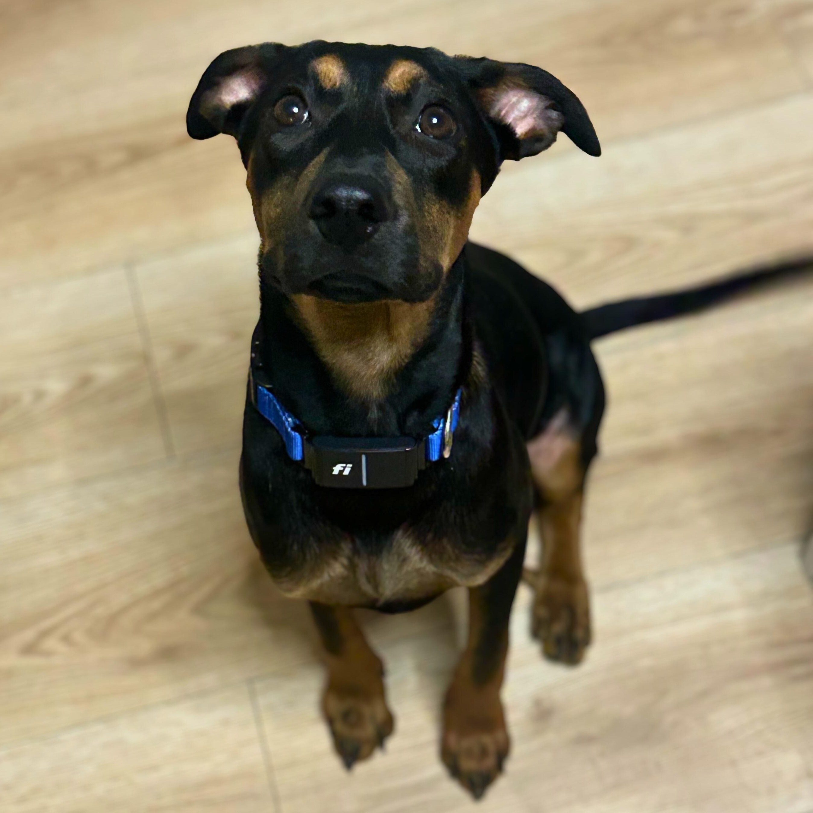 Bear, a Adoptable mixed breed in Baltimore, MD image 1/5