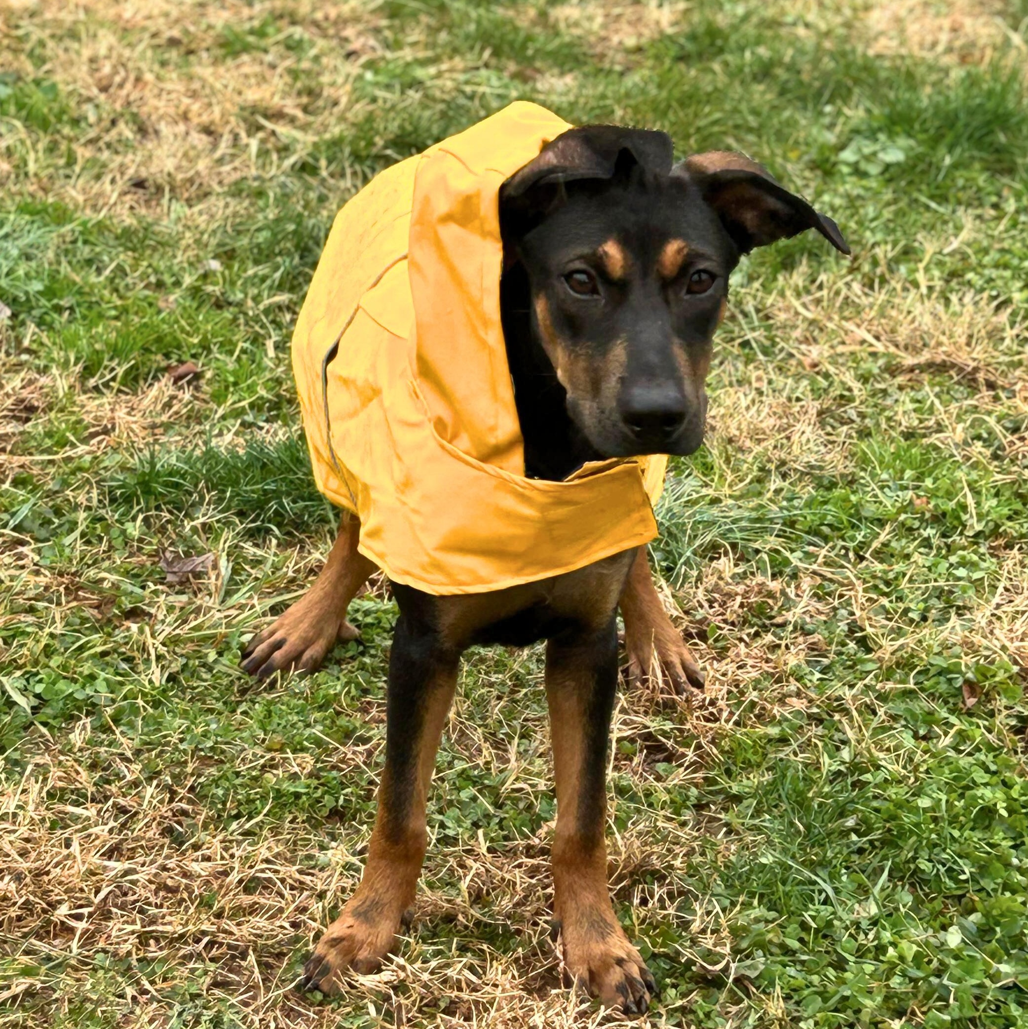 Bear, a Adoptable mixed breed in Baltimore, MD image 3/5