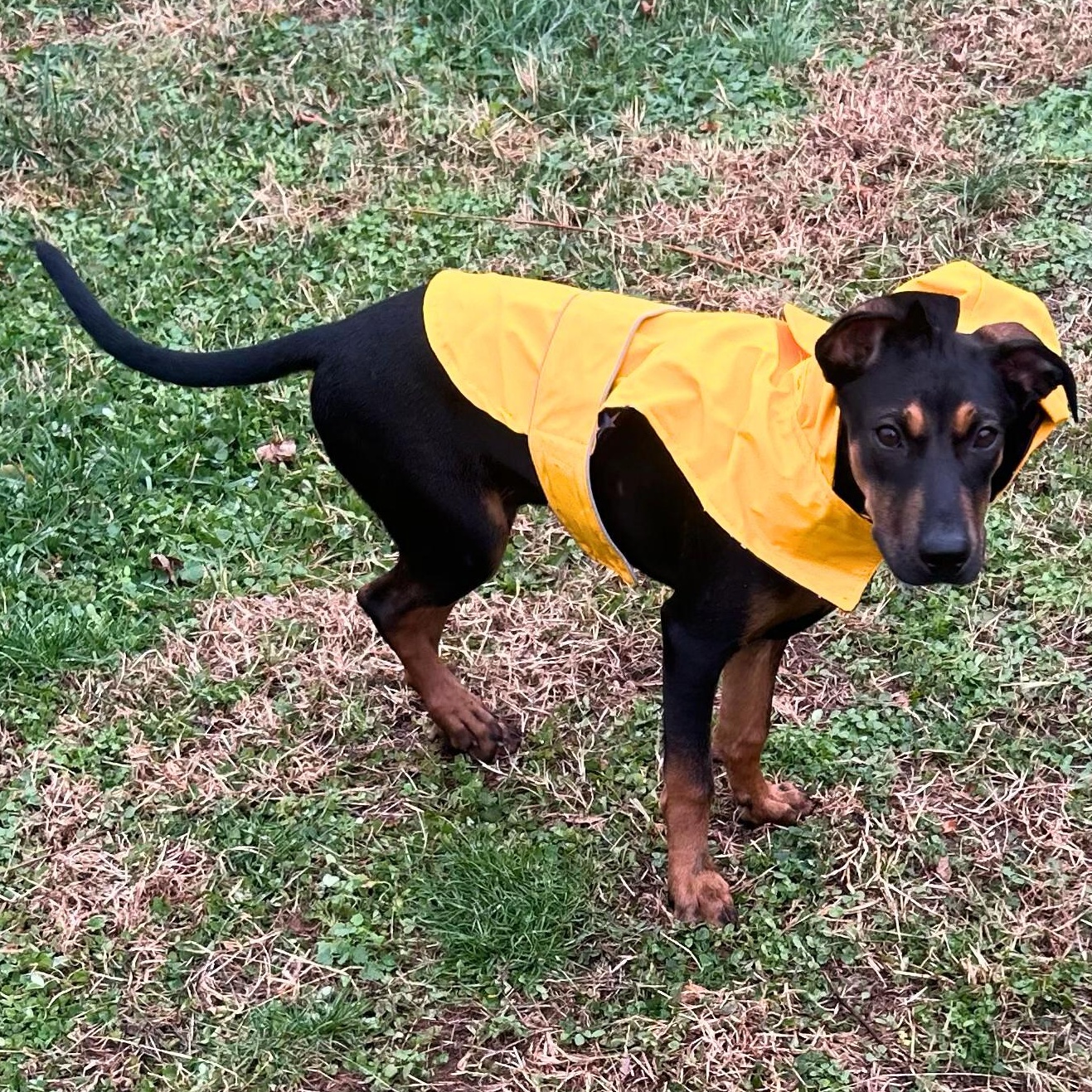 Bear, a Adoptable mixed breed in Baltimore, MD image 4/5