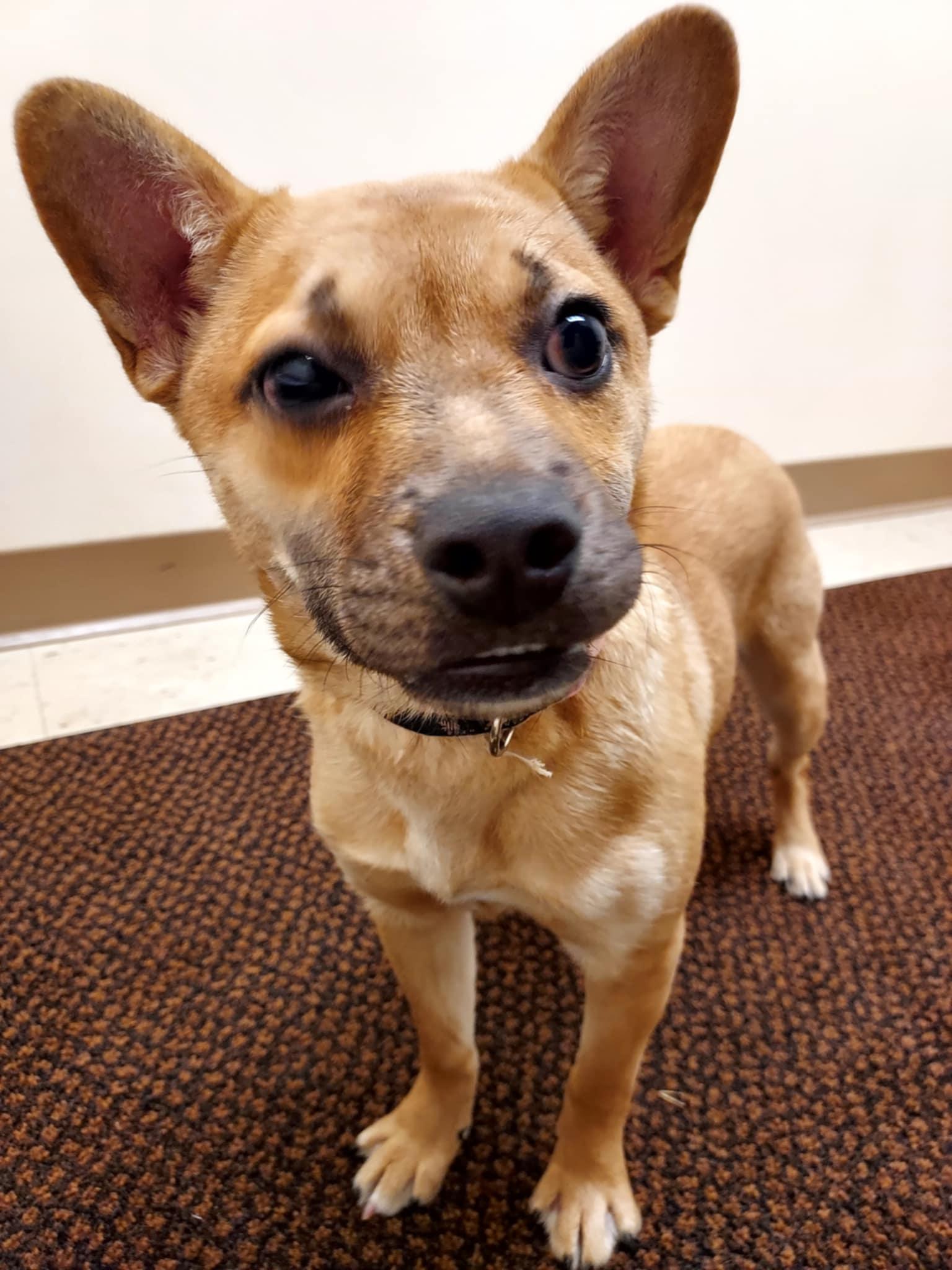 Enlarge Sheba, a Adoptable mixed breed in Falls Creek, PA image 2/6