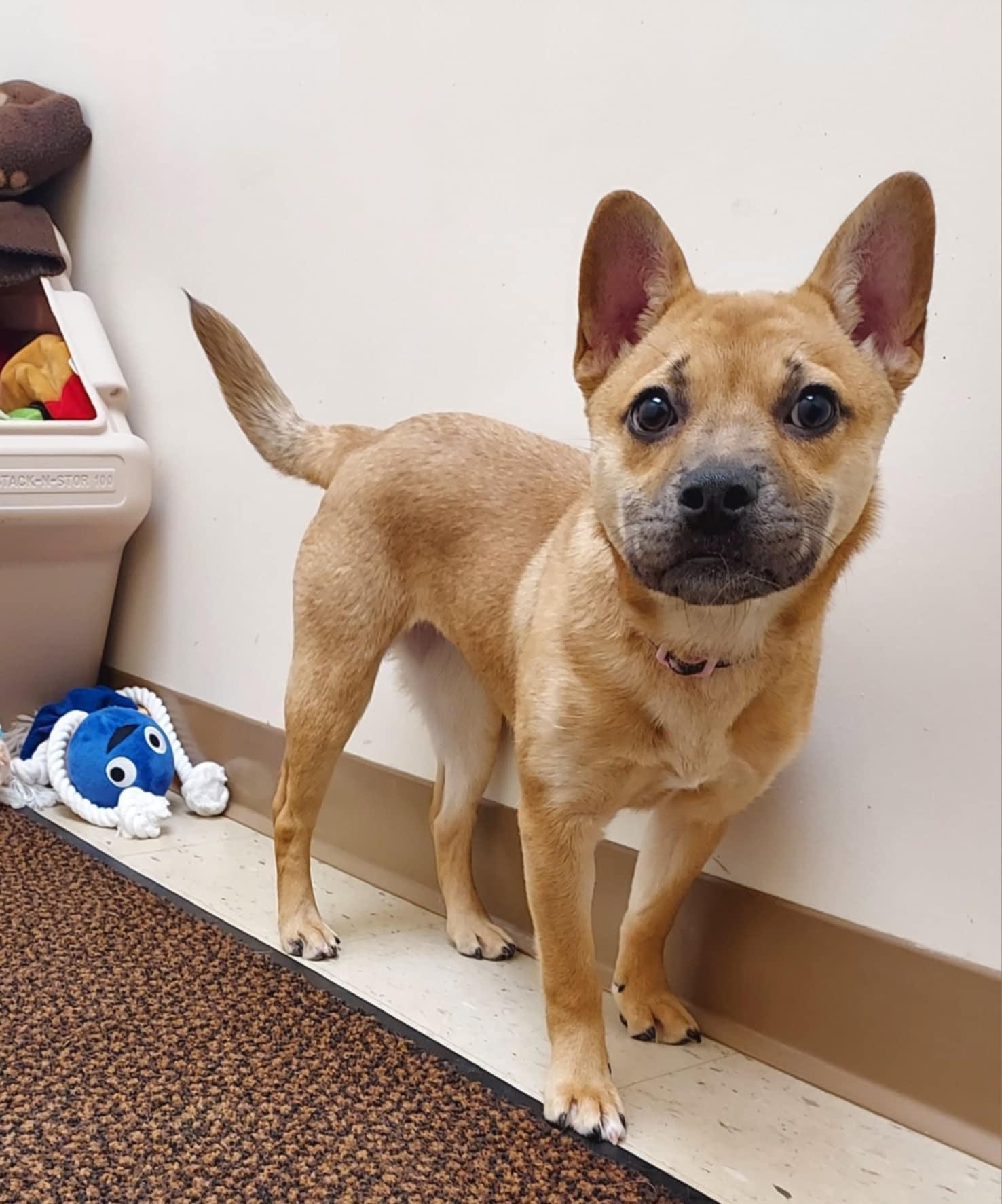 Enlarge Sheba, a Adoptable mixed breed in Falls Creek, PA image 3/6