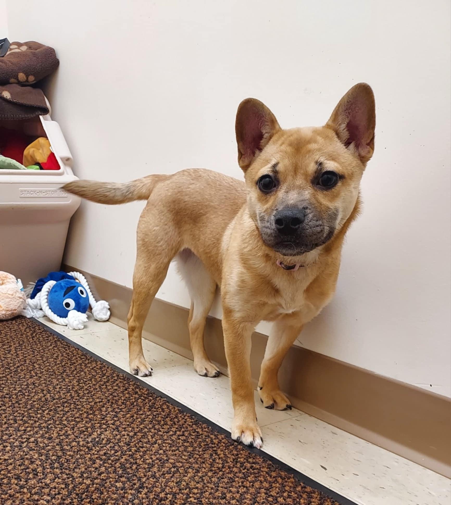 Enlarge Sheba, a Adoptable mixed breed in Falls Creek, PA image 1/6