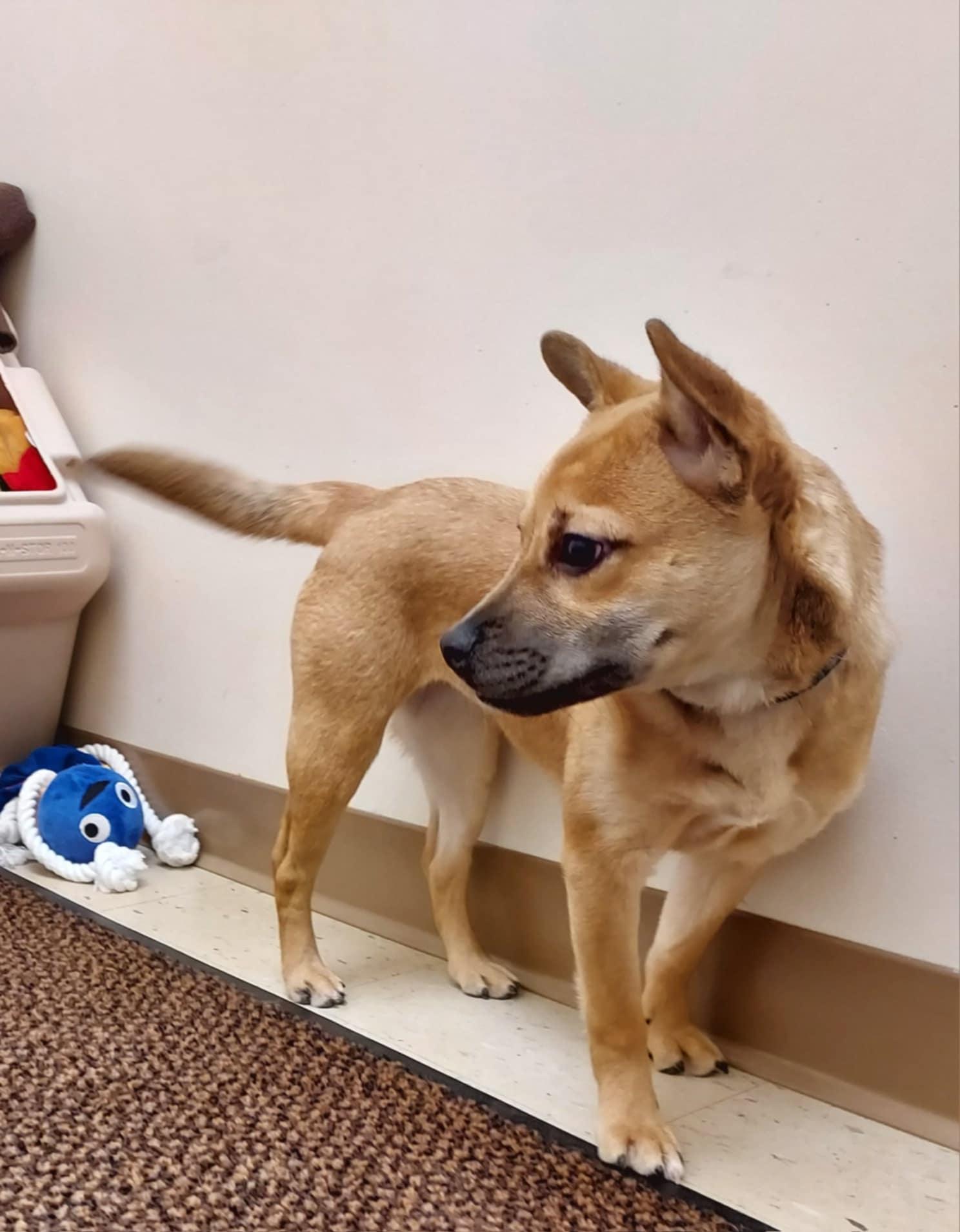 Enlarge Sheba, a Adoptable mixed breed in Falls Creek, PA image 4/6