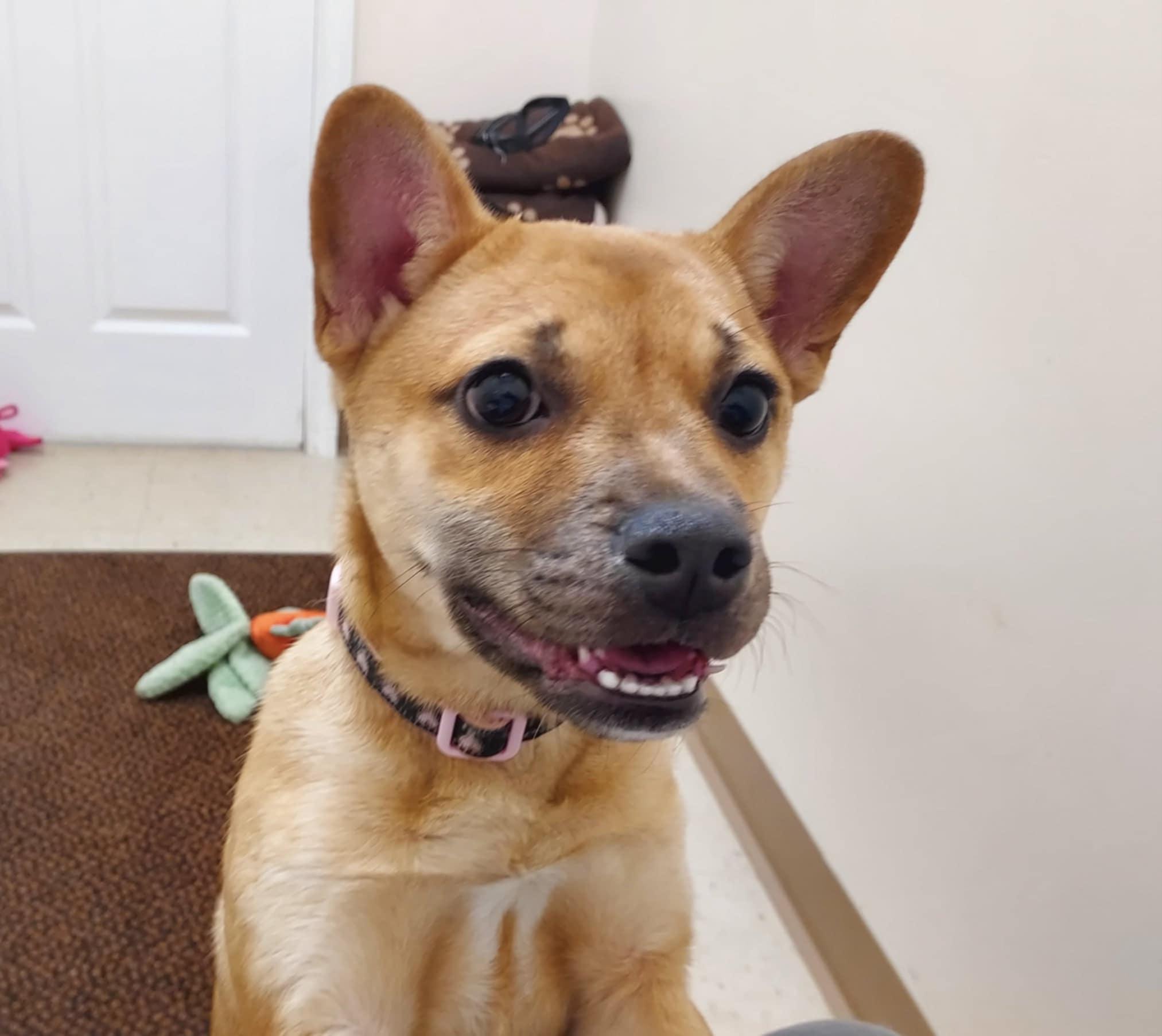 Enlarge Sheba, a Adoptable mixed breed in Falls Creek, PA image 5/6