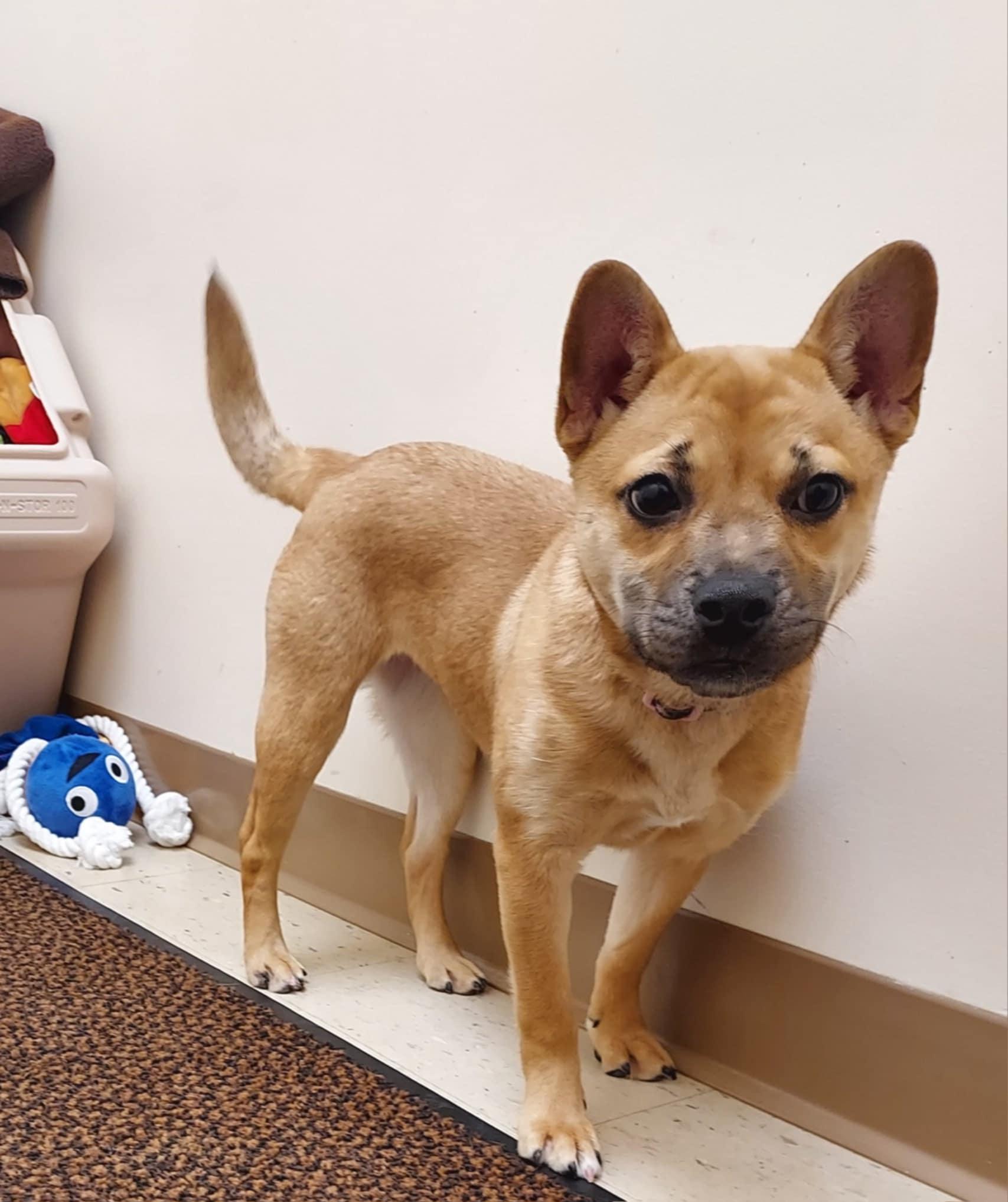 Enlarge Sheba, a Adoptable mixed breed in Falls Creek, PA image 6/6